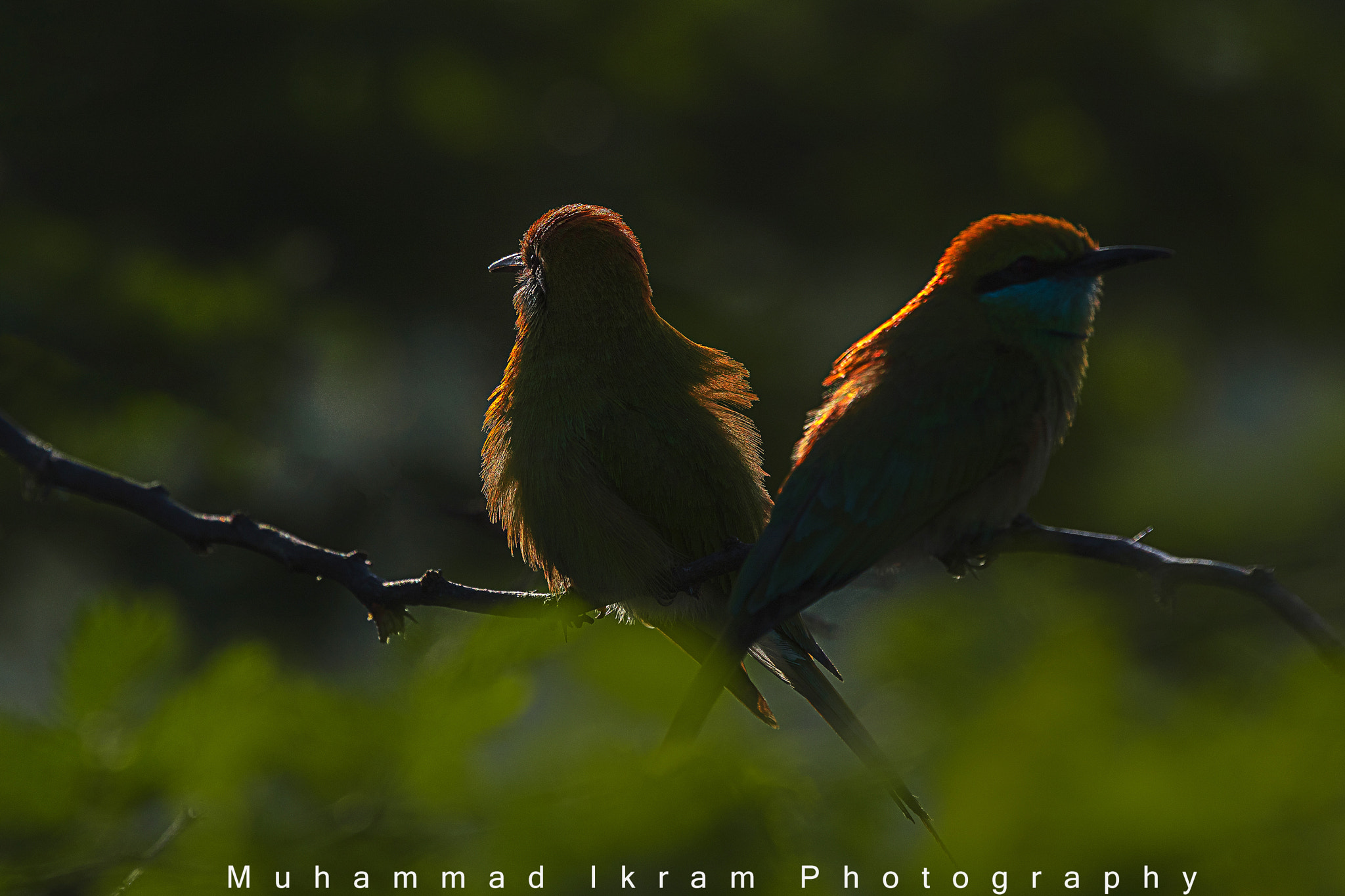 Canon EF 400mm F4.0 DO IS USM sample photo. First ray of the day green bee eater photography