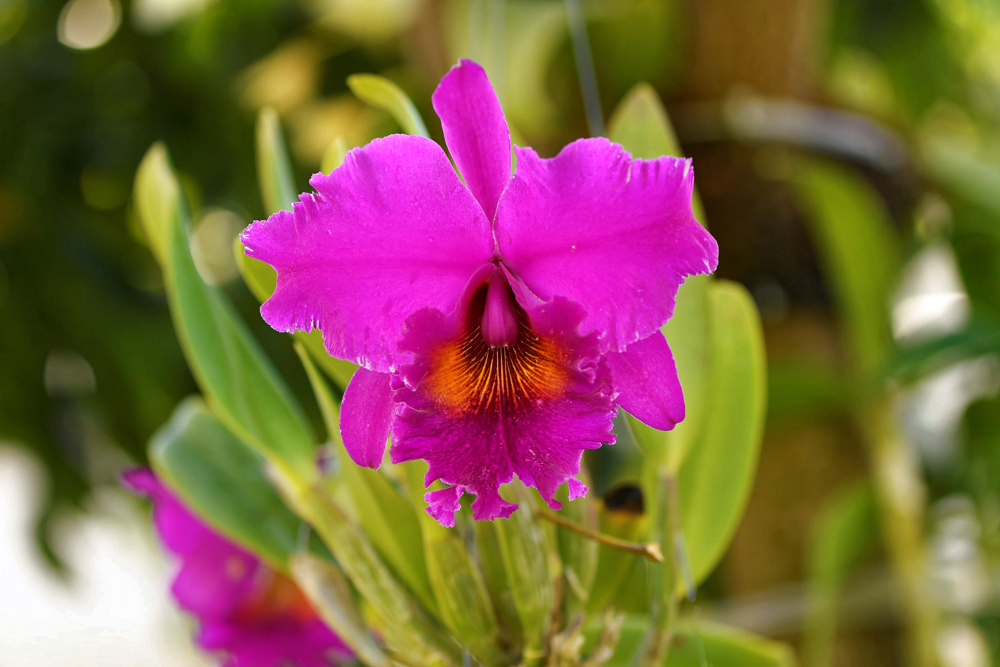 Nikon AF-S Micro-Nikkor 105mm F2.8G IF-ED VR sample photo. Dxo photography