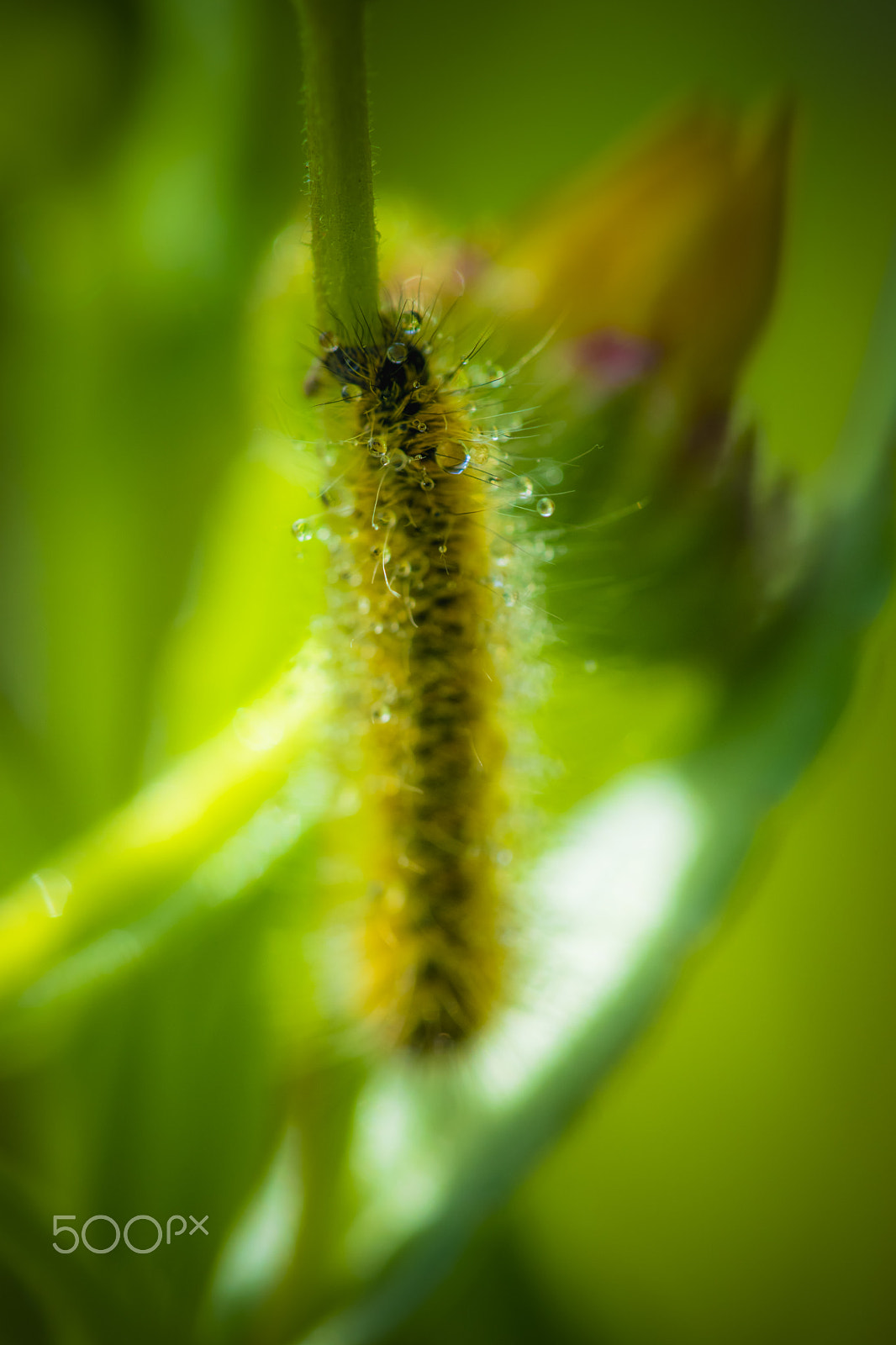 Sigma 150mm F2.8 EX DG Macro HSM sample photo. Caterpillar with dew photography