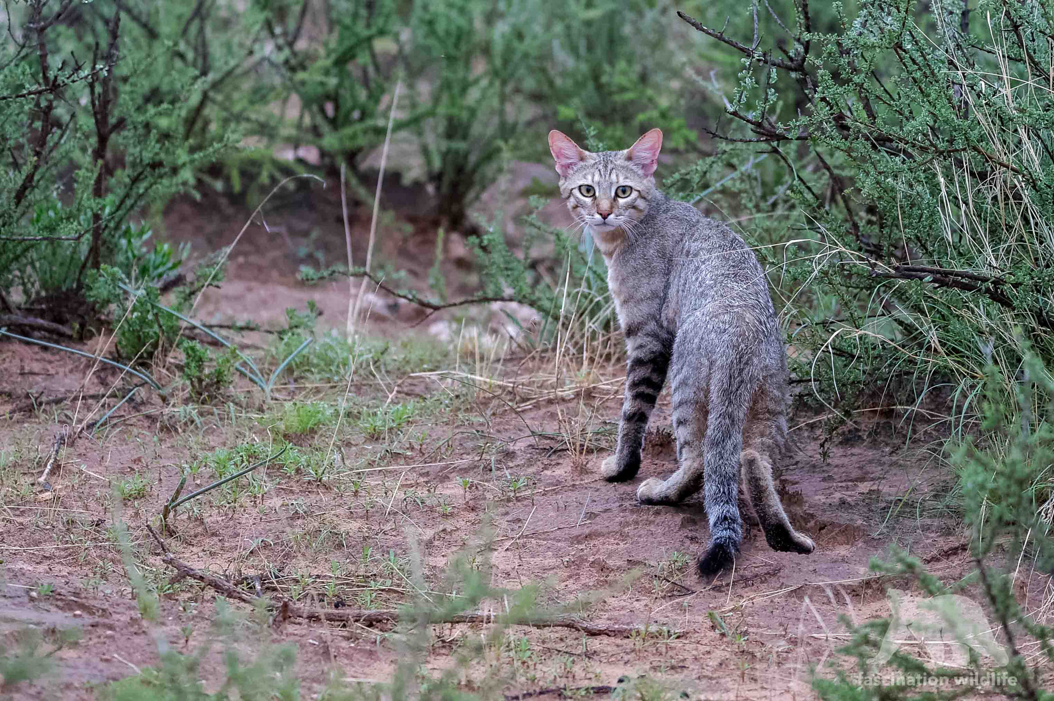 Nikon D4S + Sigma 150-600mm F5-6.3 DG OS HSM | S sample photo. African wild cat photography