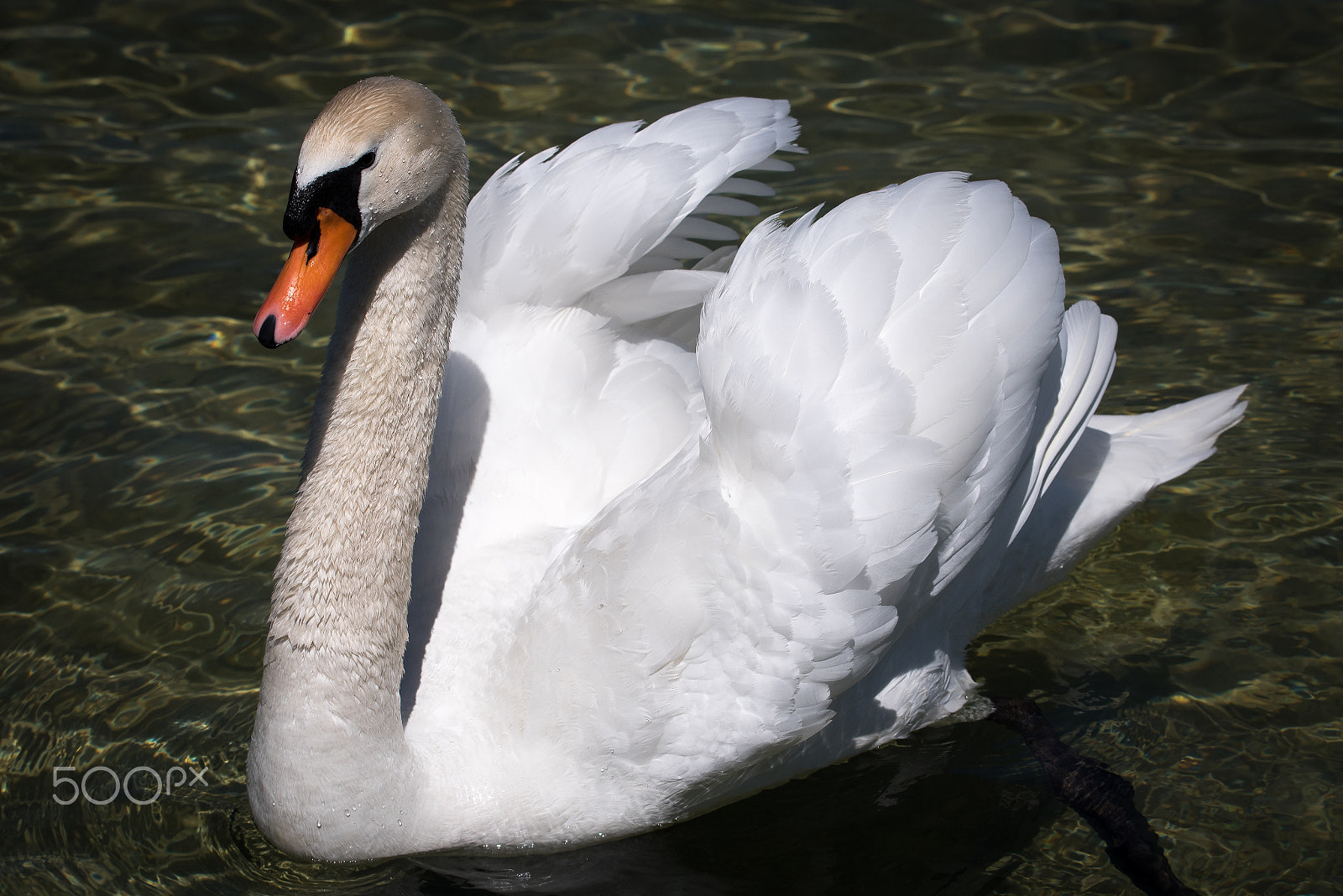 Sigma 150-600mm F5-6.3 DG OS HSM | S sample photo. Swan photography