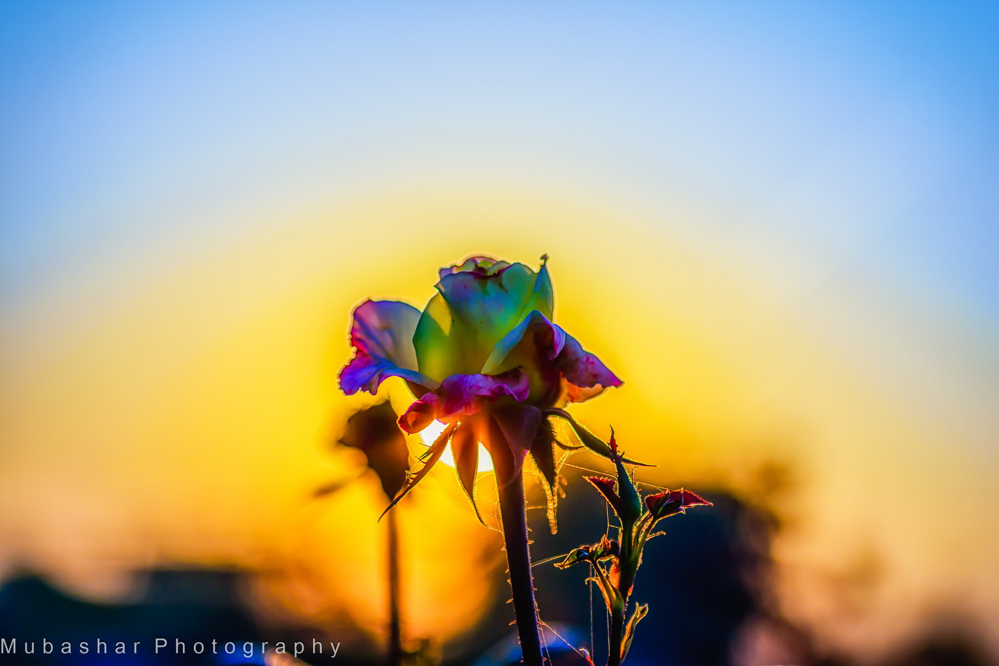 Nikon AF-S Nikkor 24-70mm F2.8G ED sample photo. Rose and sun photography