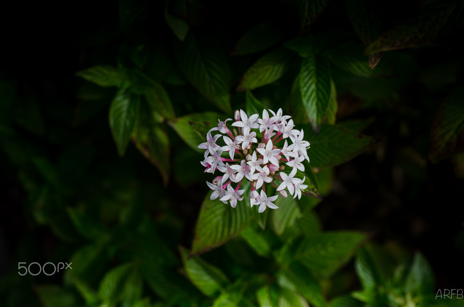 Nikon AF-S DX Micro Nikkor 40mm F2.8 sample photo. Flower photography