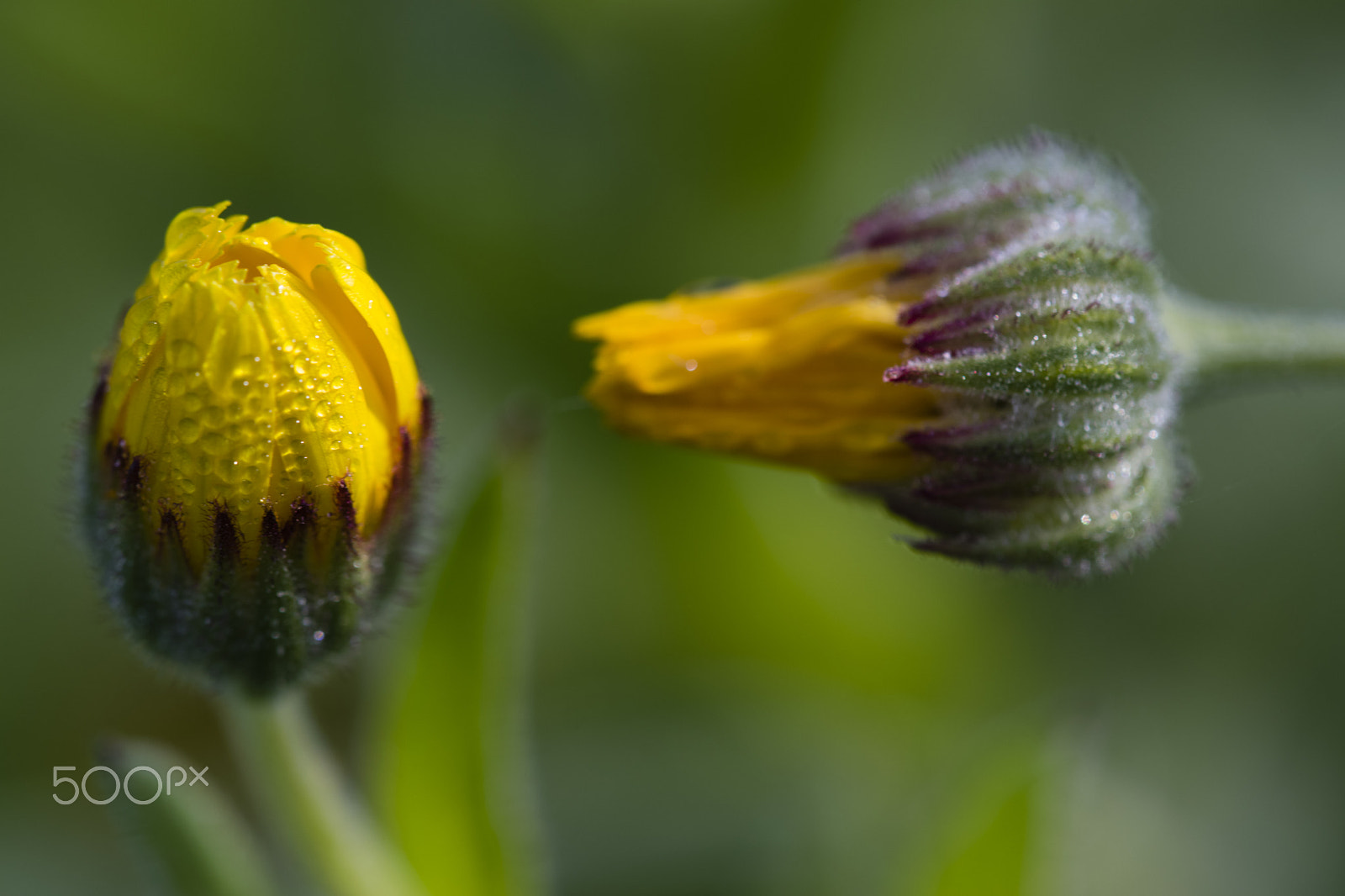 Sigma 150mm F2.8 EX DG Macro HSM sample photo. Talk to me photography