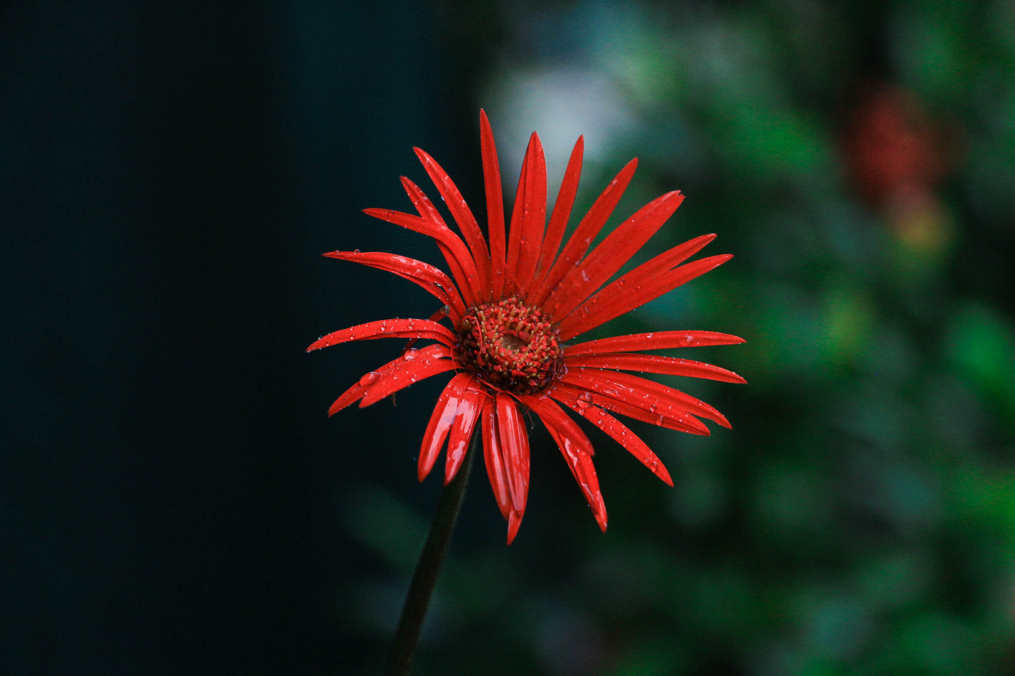 Canon EOS 100D (EOS Rebel SL1 / EOS Kiss X7) sample photo. Flower photography