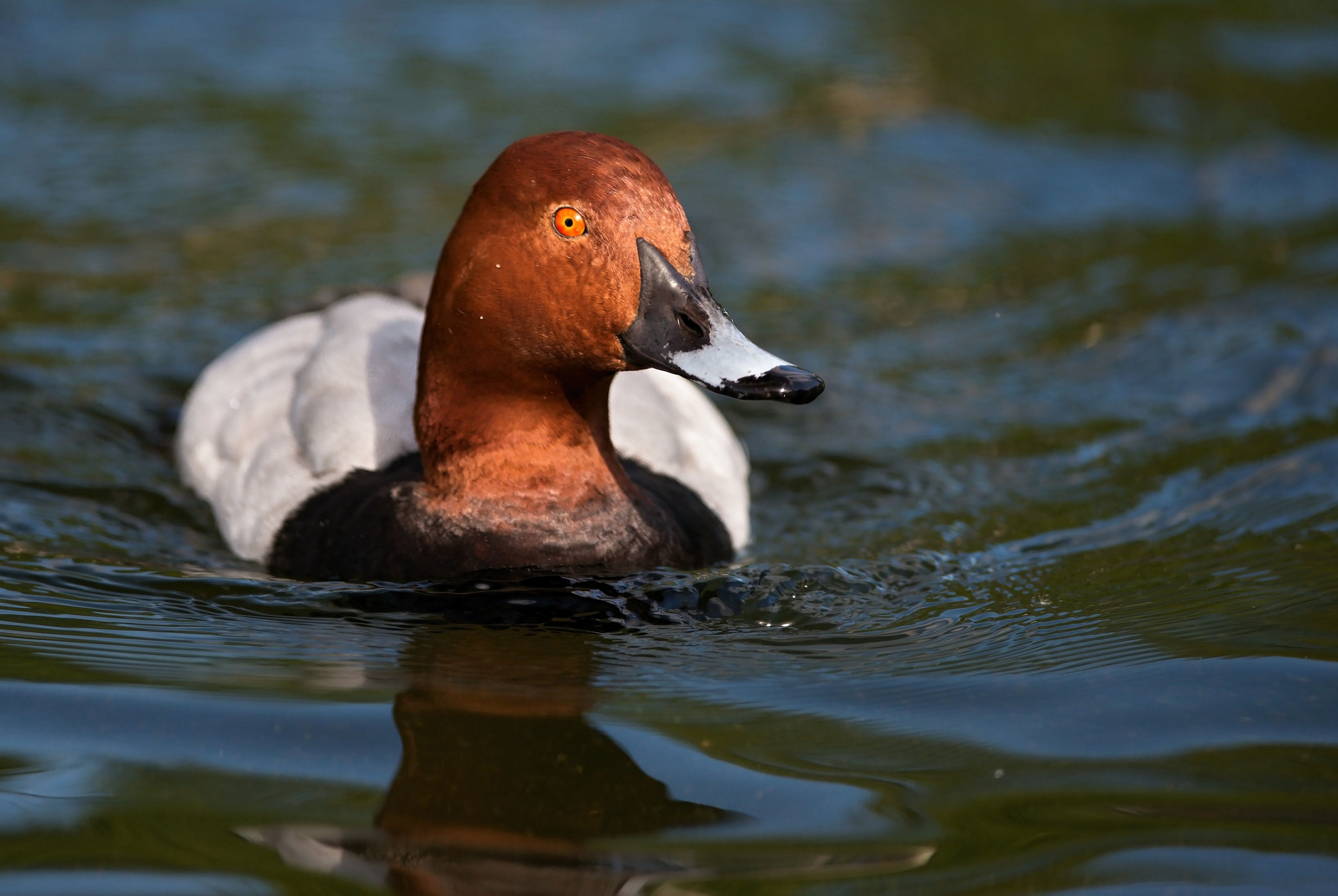 Nikon D610 + Nikon AF-S Nikkor 300mm F4D ED-IF sample photo. Common pochard, male photography