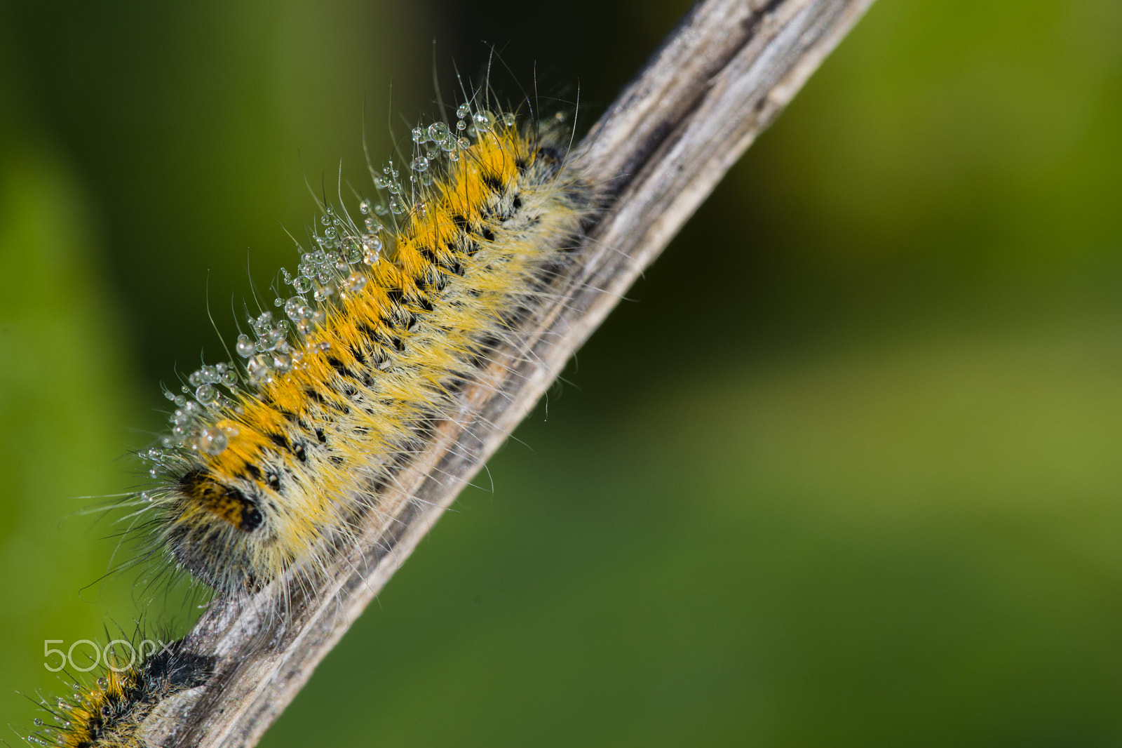 Nikon D3300 + Sigma 150mm F2.8 EX DG Macro HSM sample photo. Caterpillar photography