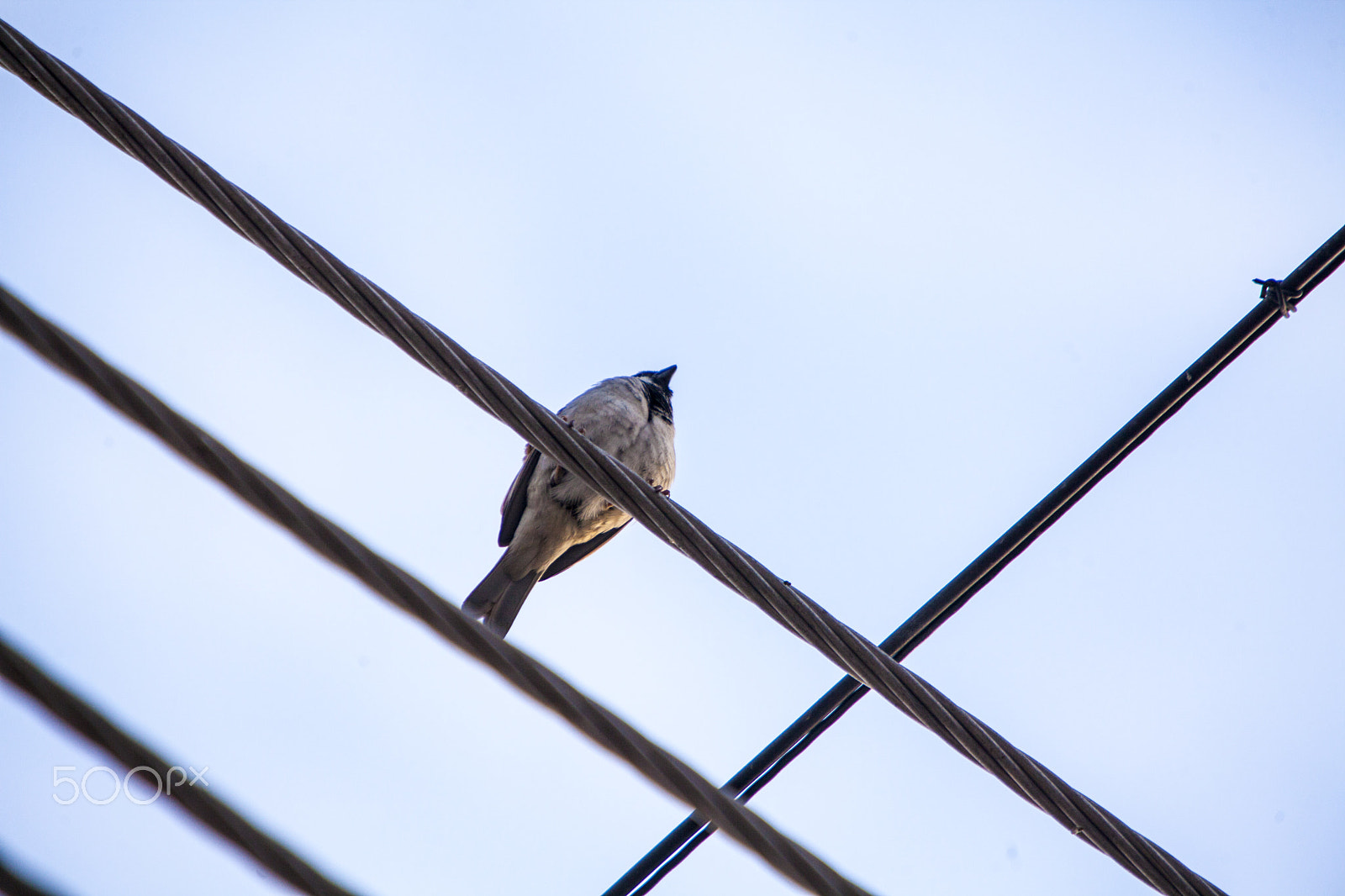 Canon EF 70-200mm F2.8L IS USM sample photo. House sparrow photography
