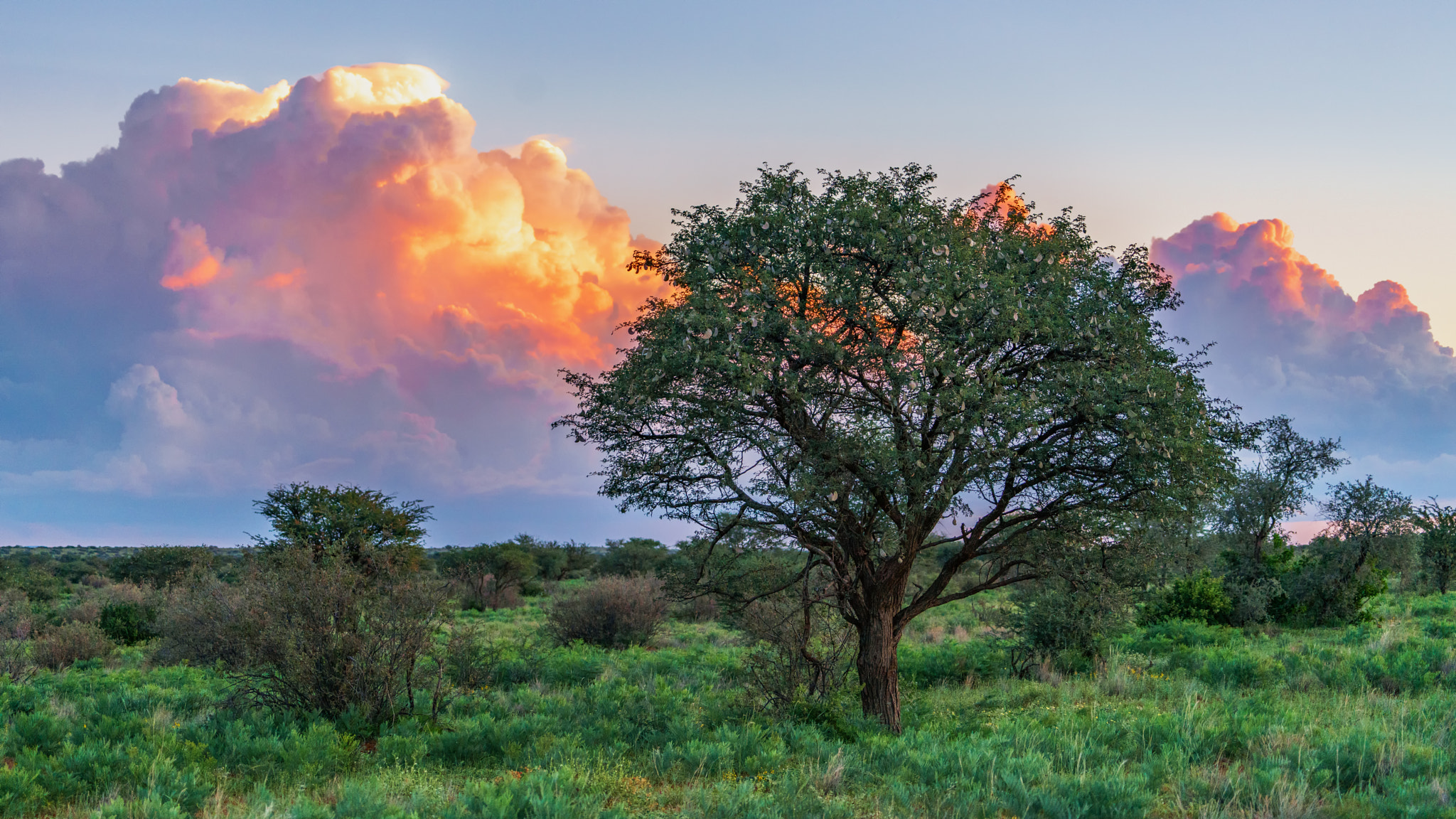 Sony a7R II + Sony 70-400mm F4-5.6 G SSM II sample photo. Kalahari sunset photography