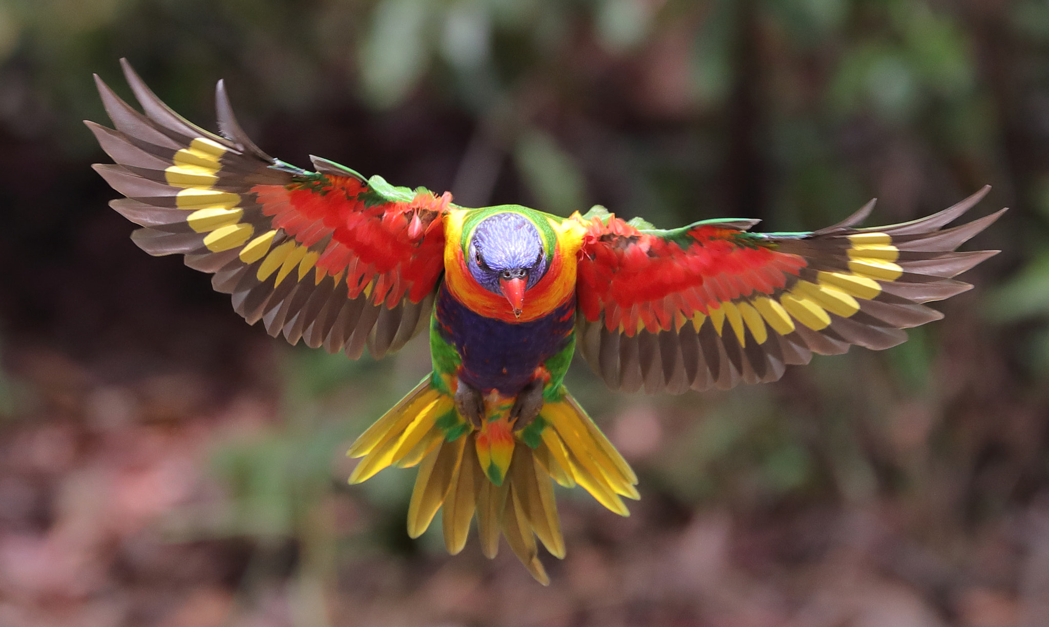 Canon EF 70-300mm F4-5.6L IS USM sample photo. Amazing colour photography