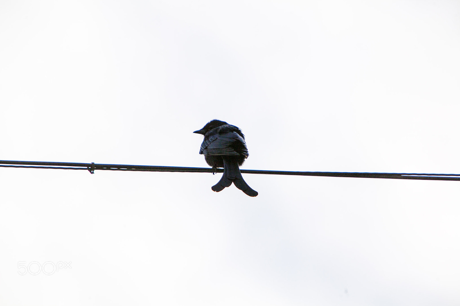 Canon EOS 5D Mark II + Canon EF 70-200mm F2.8L IS USM sample photo. Forked tail drongo photography