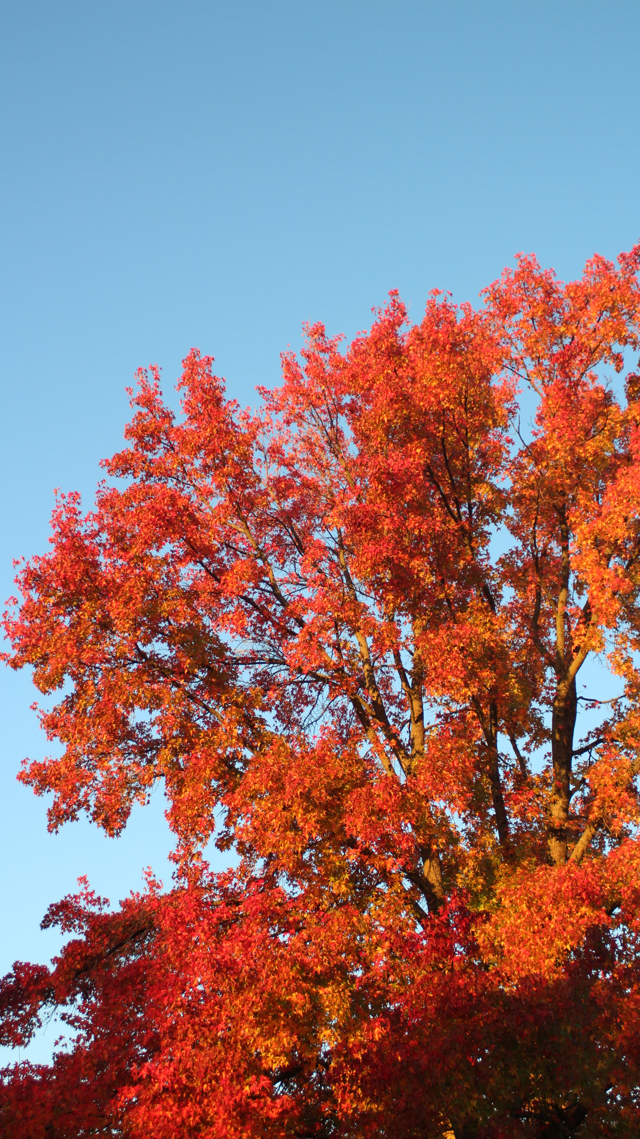 Canon EF 28-90mm f/4-5.6 sample photo. Tree photography