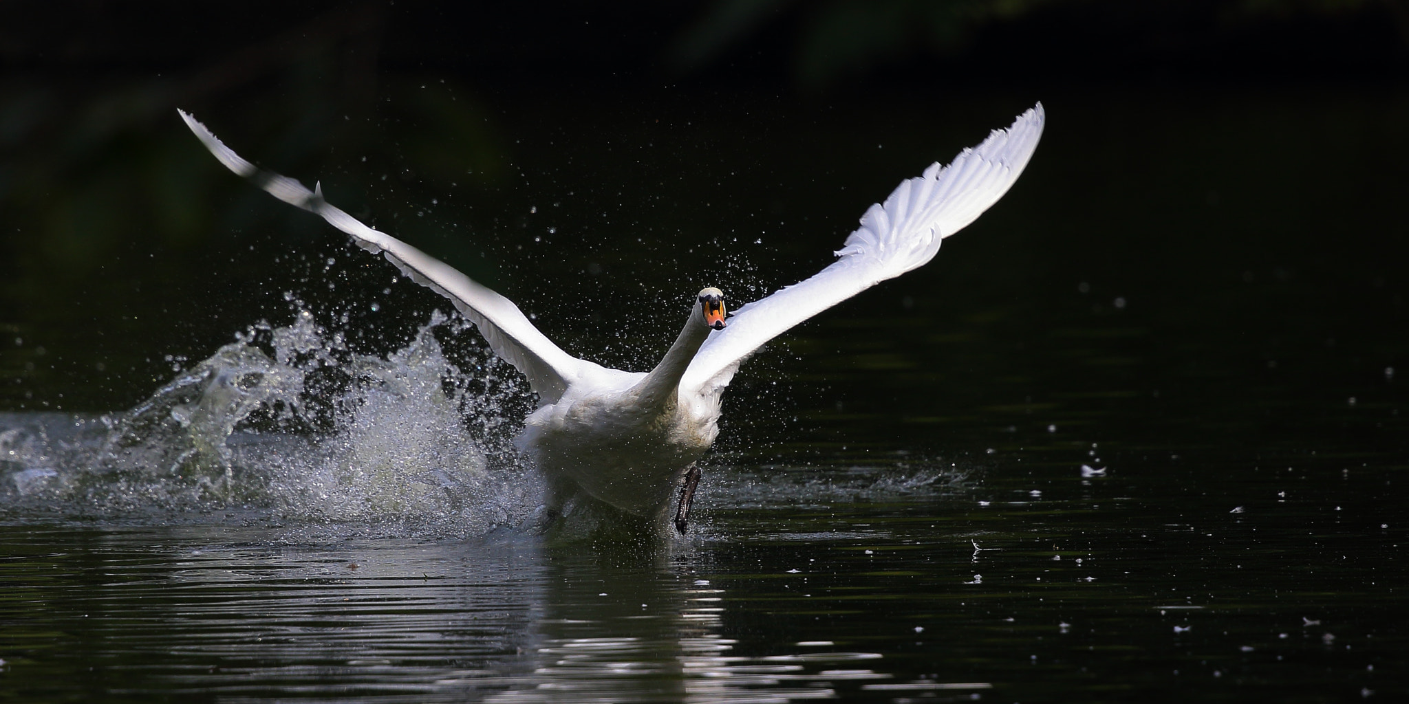 Canon EF 300mm F2.8L IS II USM sample photo. Cygnus olor photography