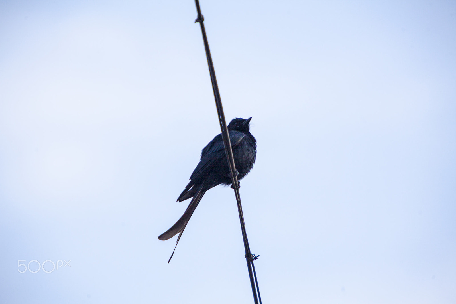 Canon EOS 5D Mark II + Canon EF 70-200mm F2.8L IS USM sample photo. Forked tail drongo photography