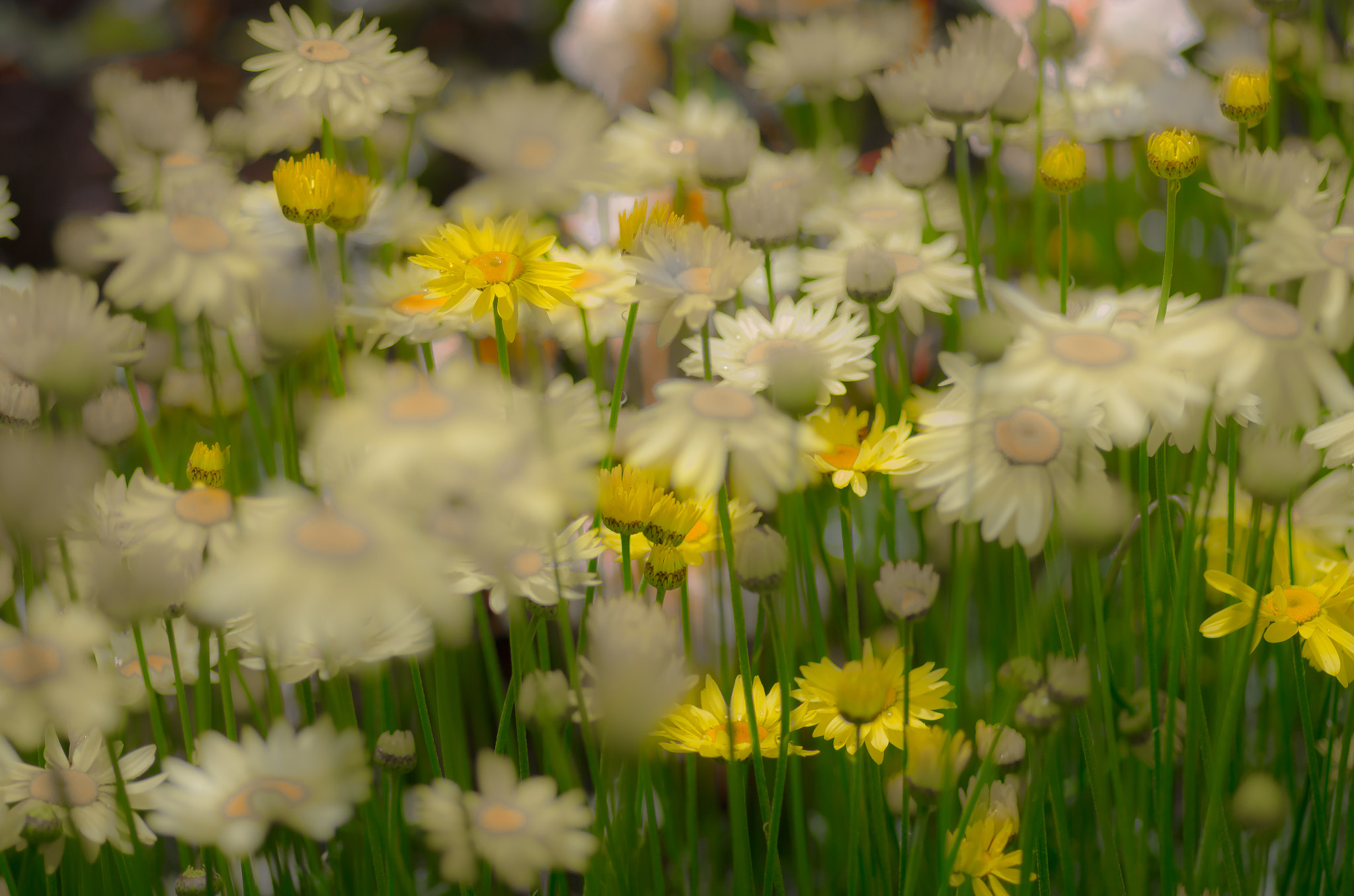Pentax smc D-FA 100mm F2.8 Macro WR sample photo. Last spring photography