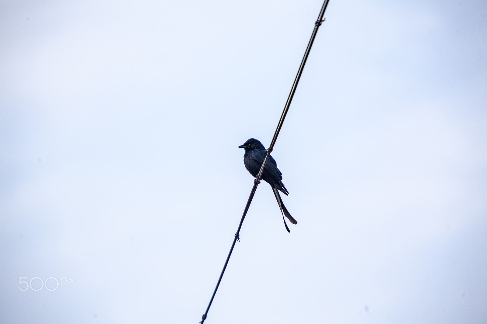 Canon EF 70-200mm F2.8L IS USM sample photo. Forked tail drongo photography
