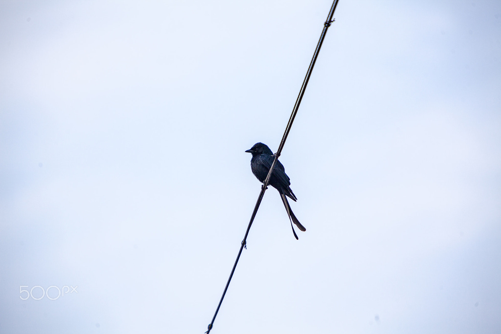 Canon EOS 5D Mark II + Canon EF 70-200mm F2.8L IS USM sample photo. Forked tail drongo photography