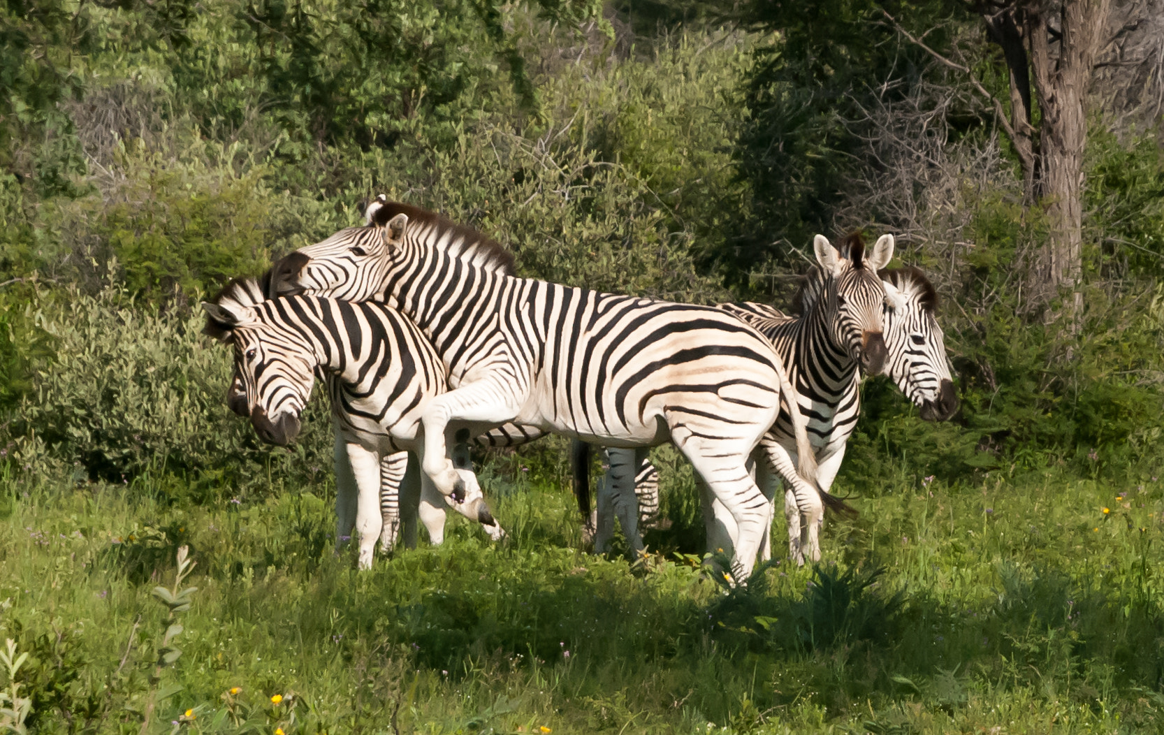 Nikon D80 sample photo. Zebras photography