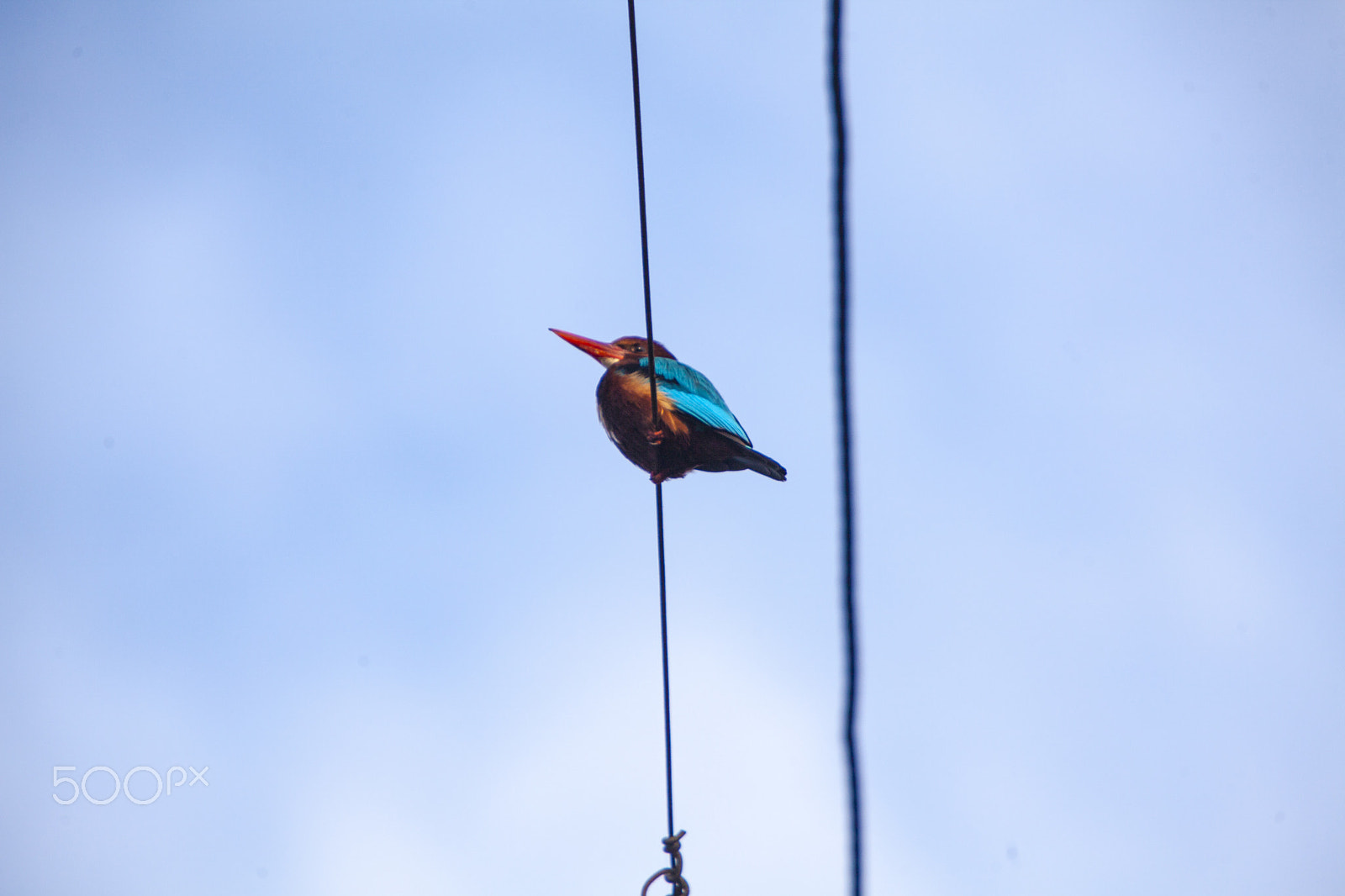 Canon EOS 5D Mark II sample photo. Kingfisher photography