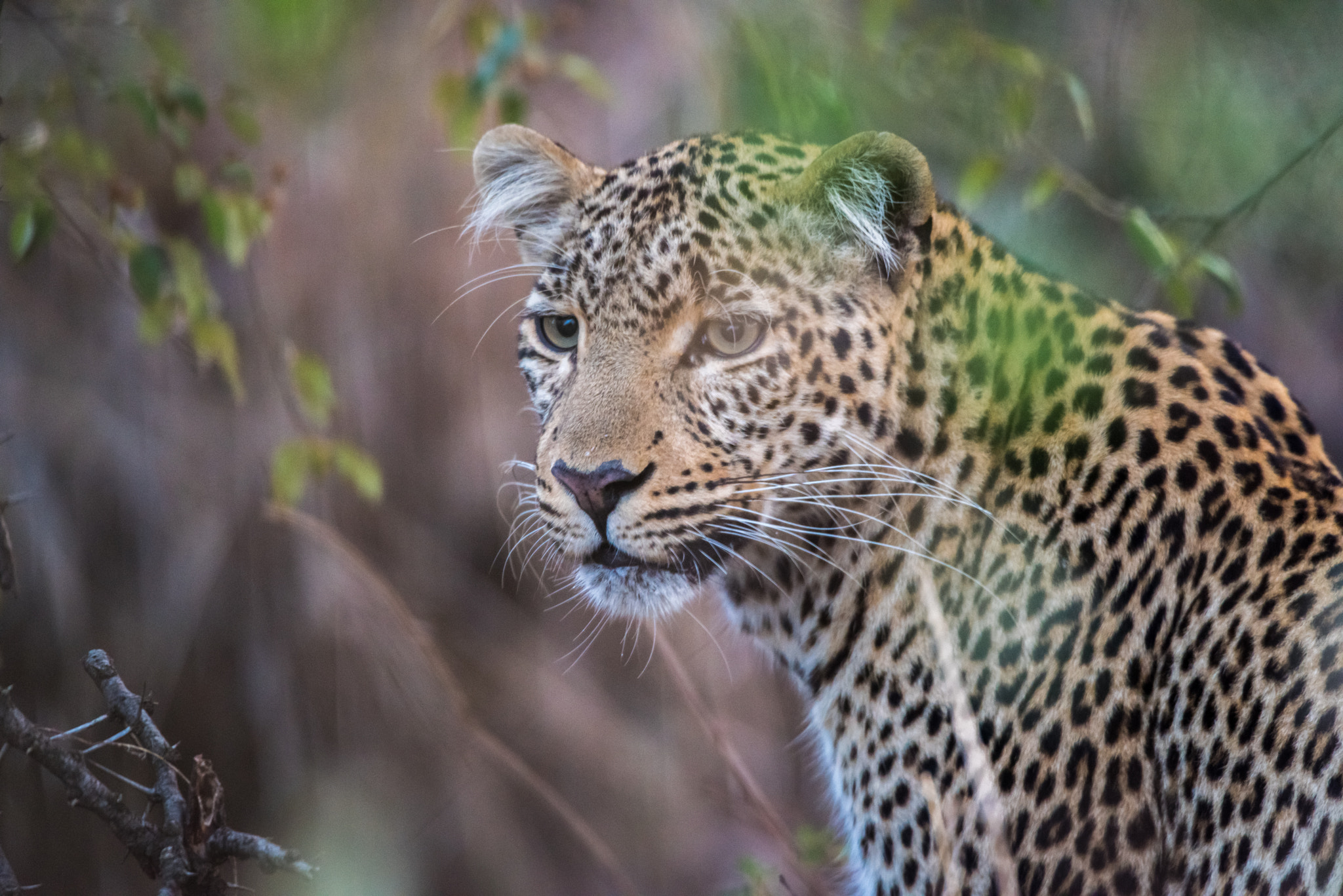 Nikon D810 sample photo. Leopard portrait photography