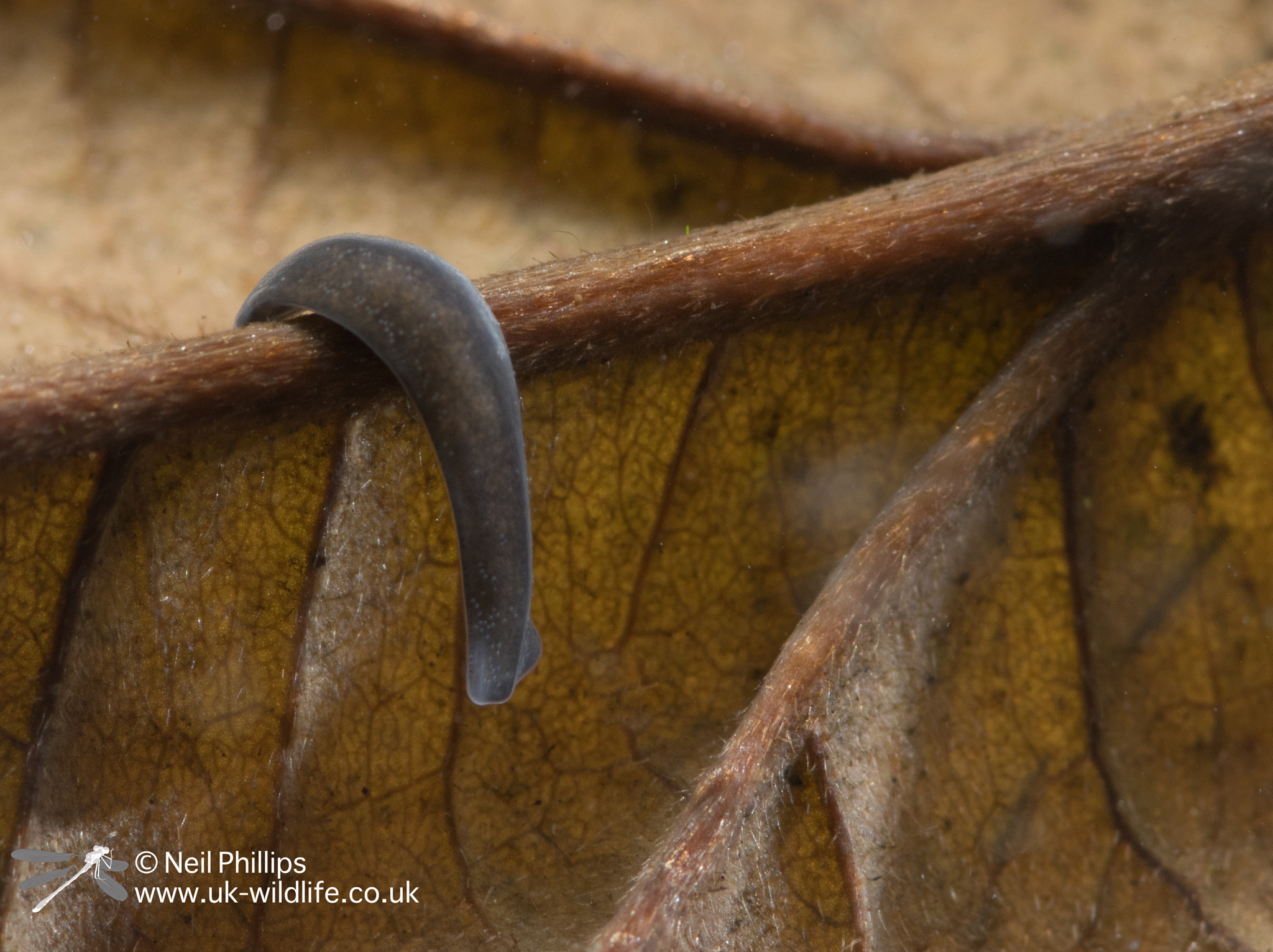 Pentax K-3 sample photo. Polycelis tenuis flatworm photography