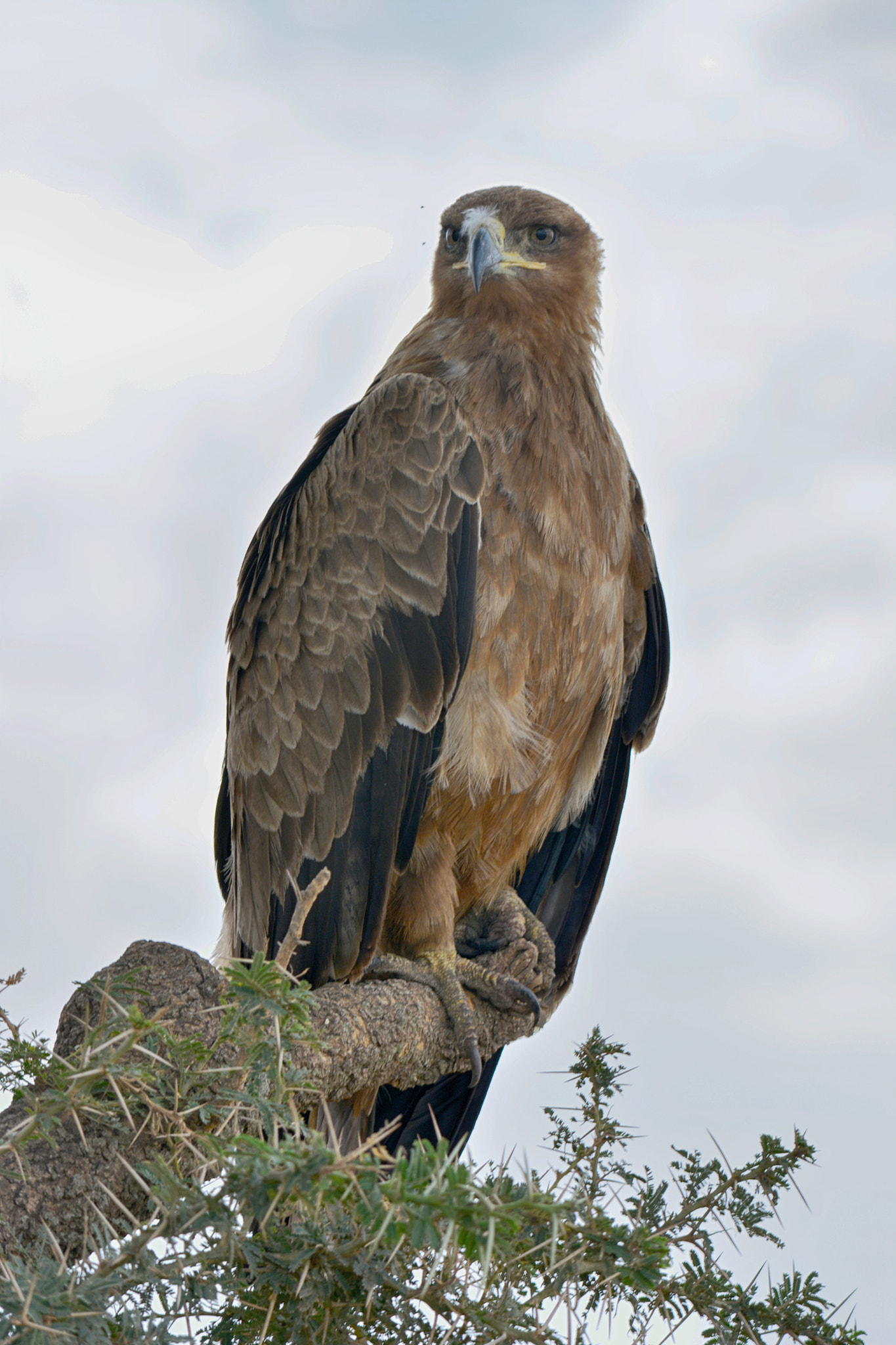 Sigma 150-500mm F5-6.3 DG OS HSM sample photo. Eagle photography