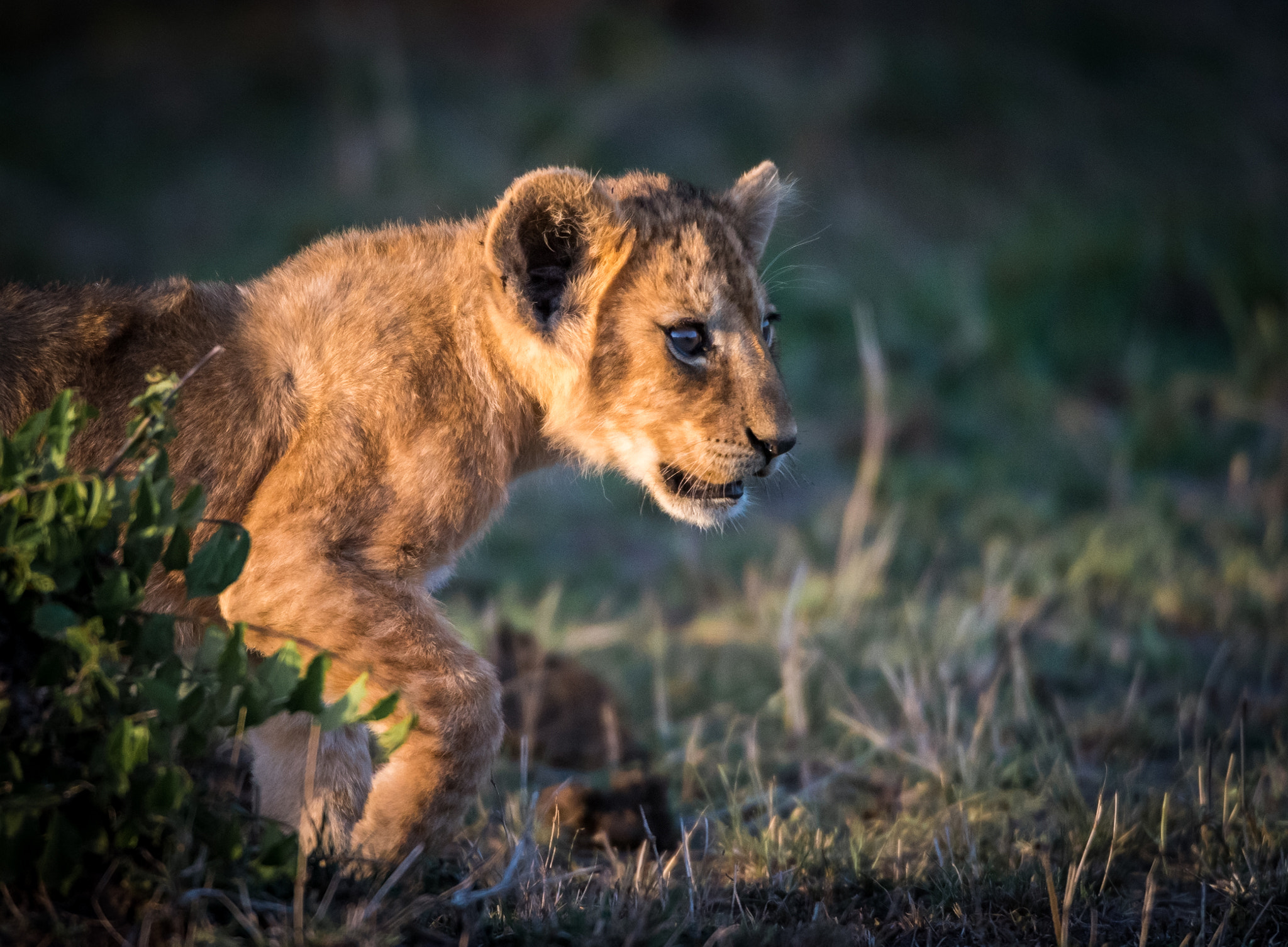 Nikon D810 sample photo. Dawn cub photography