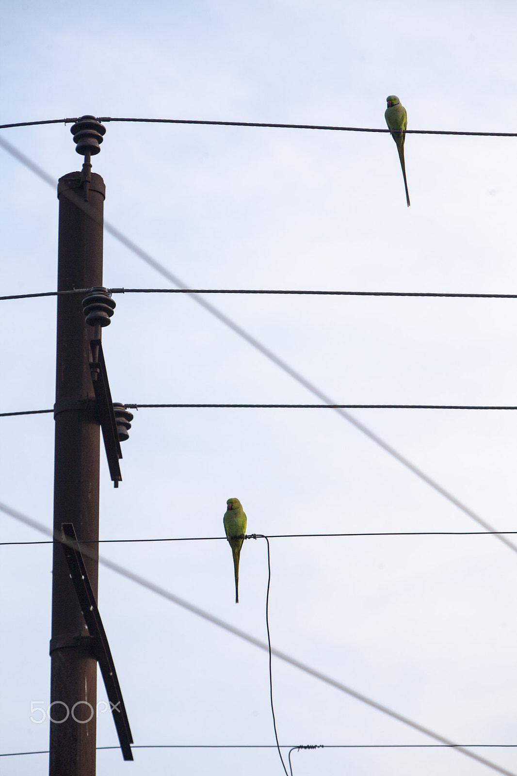 Canon EF 70-200mm F2.8L IS USM sample photo. Parrots photography