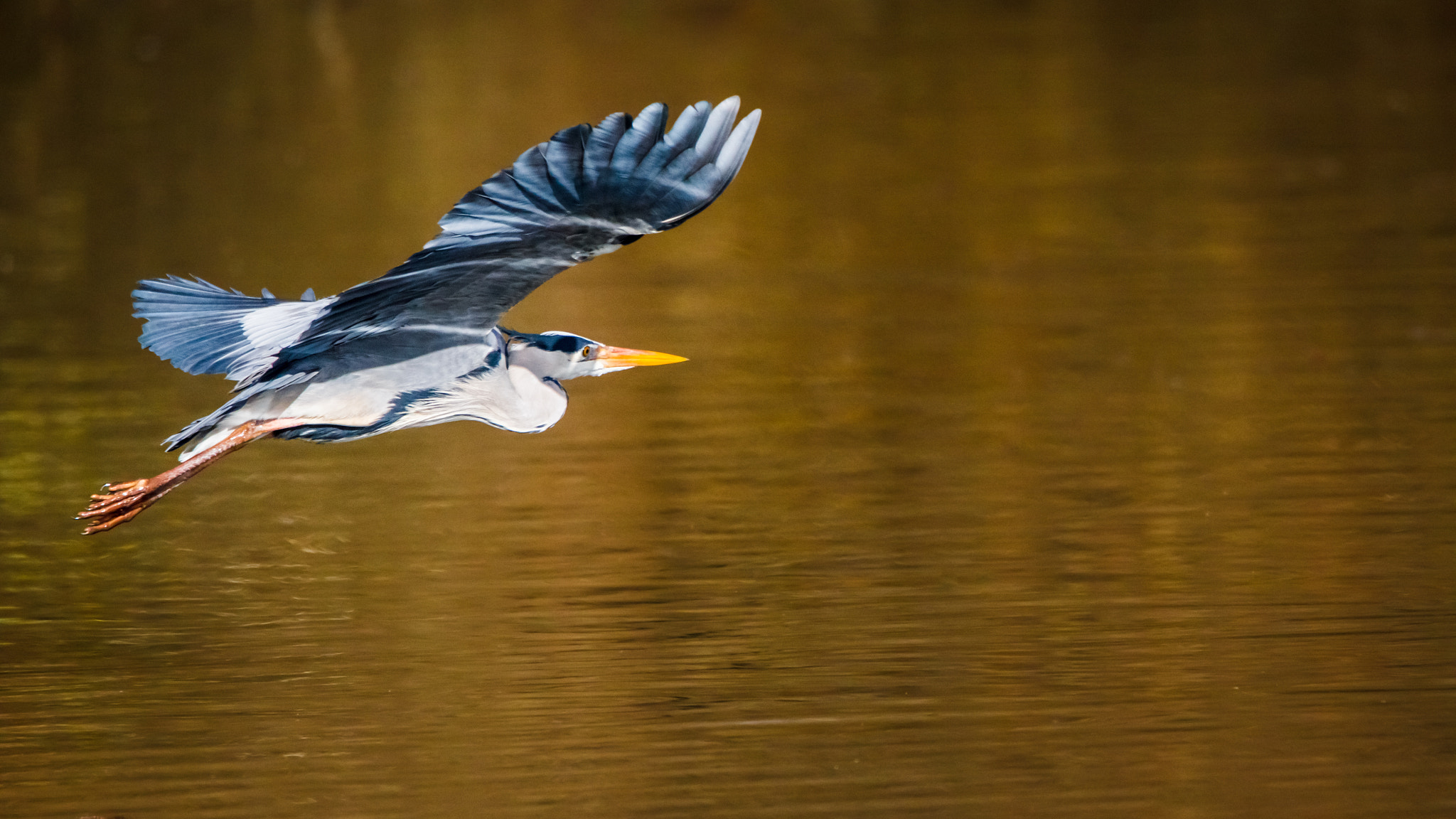 Tamron SP 150-600mm F5-6.3 Di VC USD sample photo. Grey heron photography