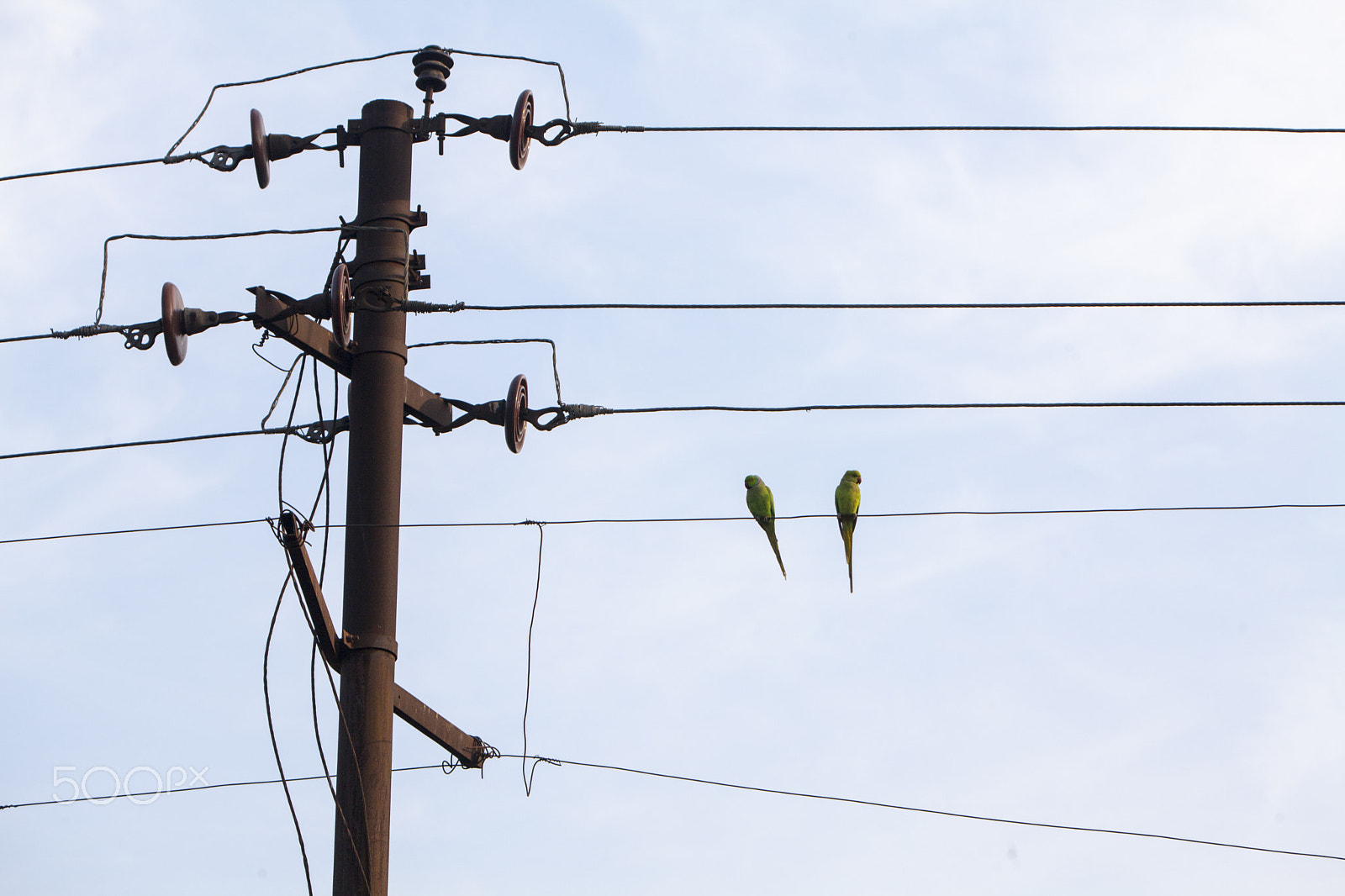 Canon EF 70-200mm F2.8L IS USM sample photo. Parrots photography
