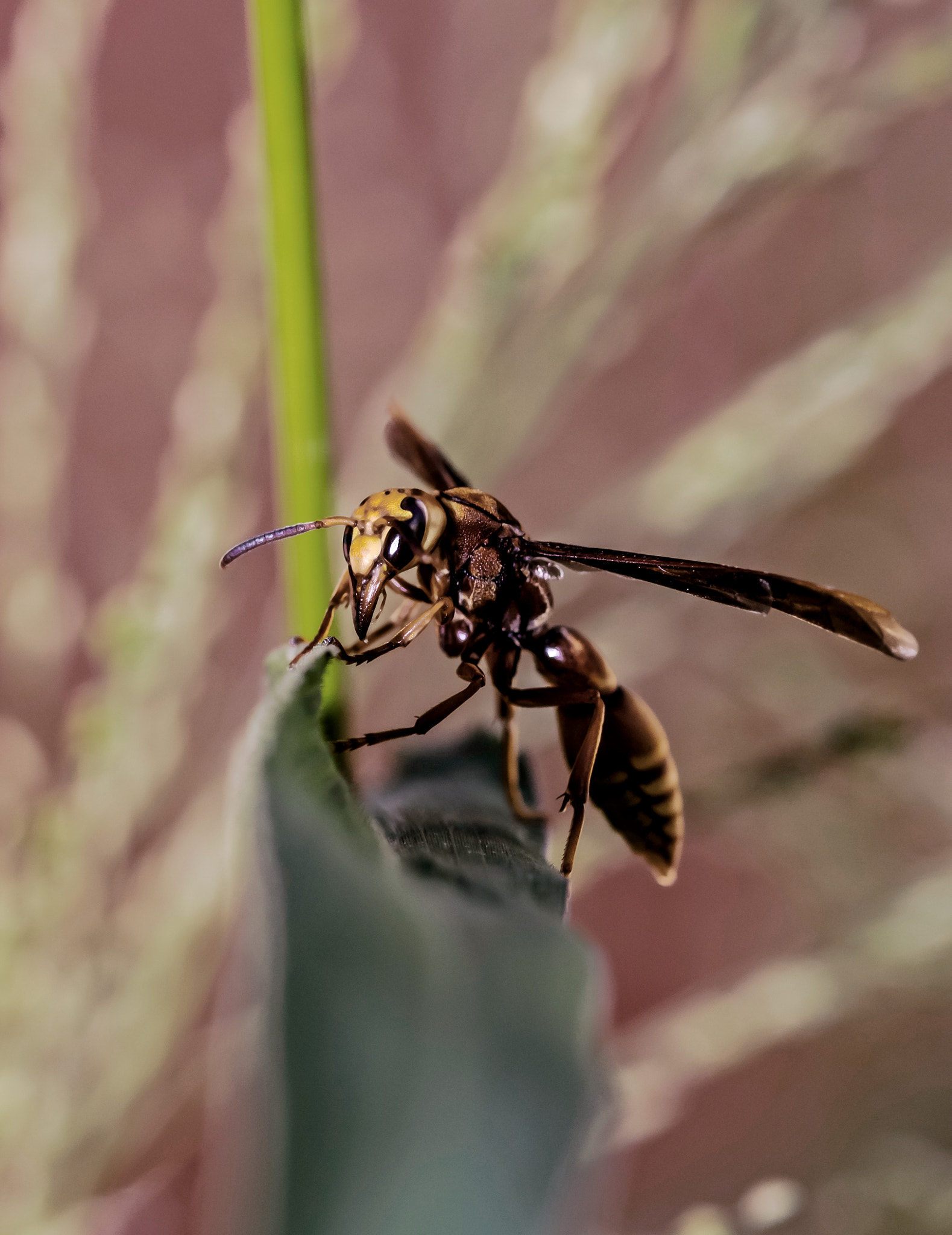 Nikon D5300 + Tokina AT-X Pro 100mm F2.8 Macro sample photo. Polistes sp. photography