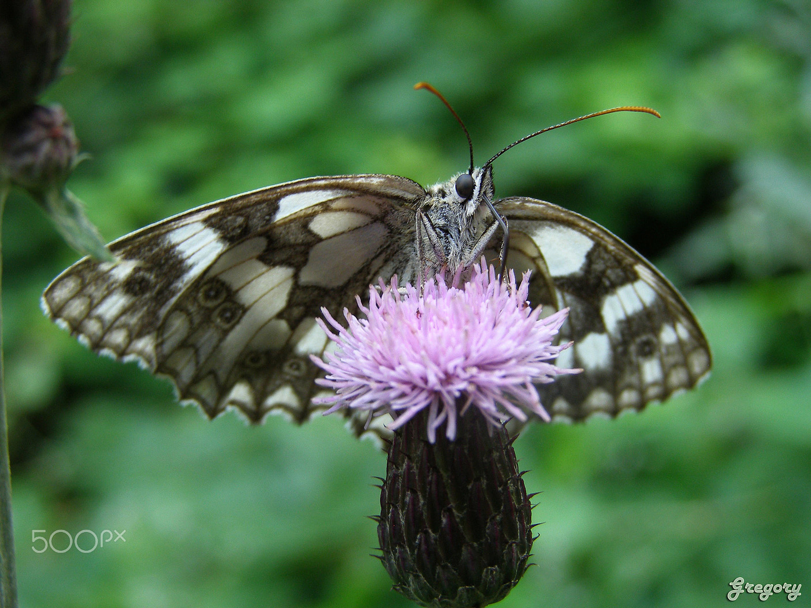 Olympus SP500UZ sample photo. Butterfly photography