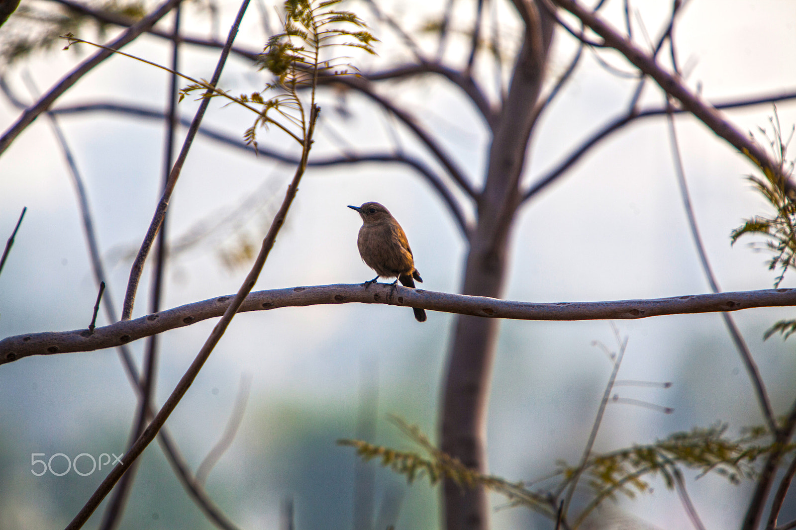 Canon EOS 5D Mark II + Canon EF 70-200mm F2.8L IS USM sample photo. House wren photography