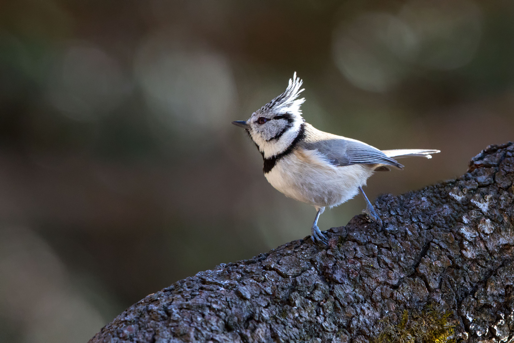 Canon EF 500mm F4L IS II USM sample photo. Crested tit photography
