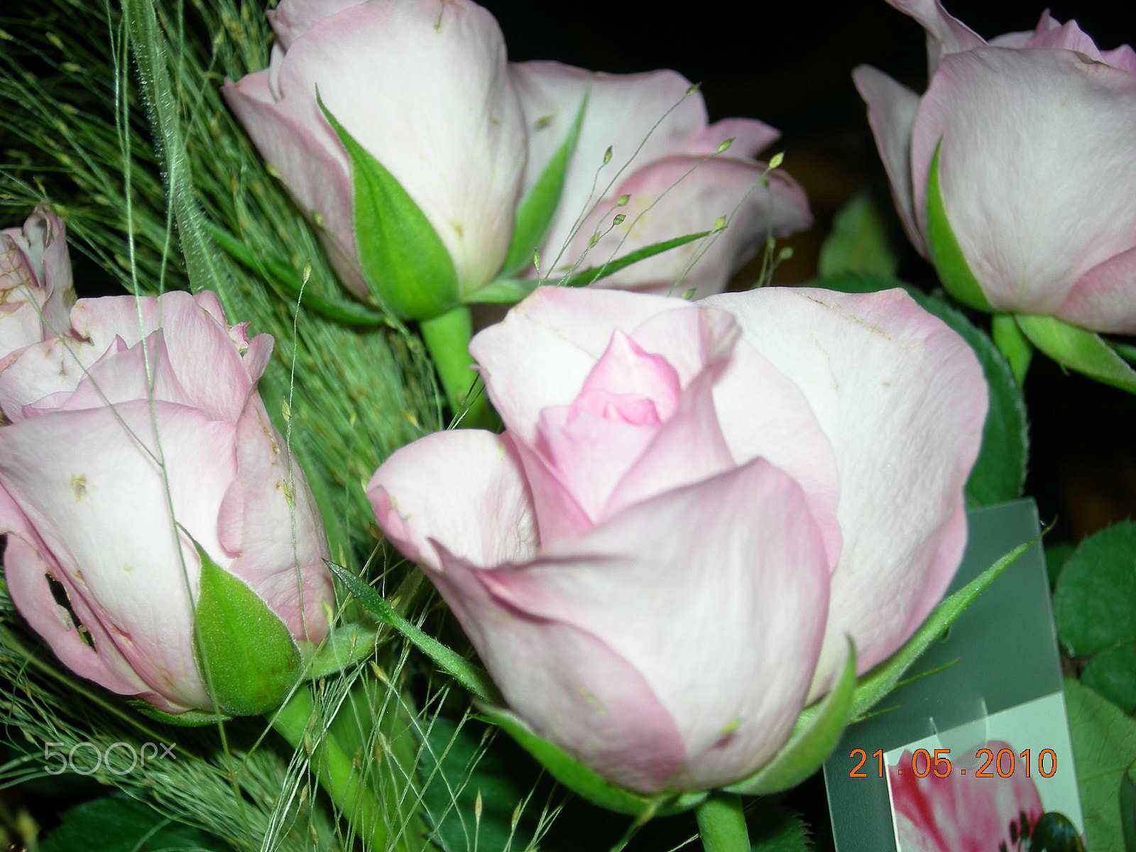 Nikon COOLPIX P2 sample photo. Valentine flowers photography