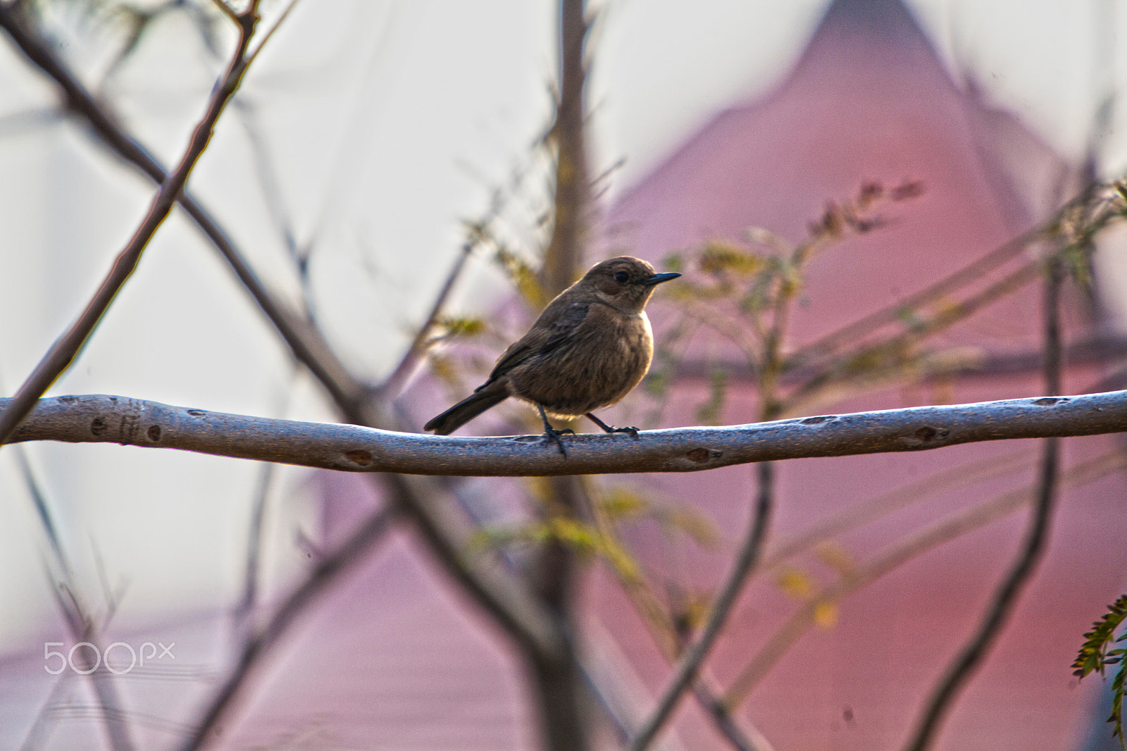 Canon EF 70-200mm F2.8L IS USM sample photo. House wren photography