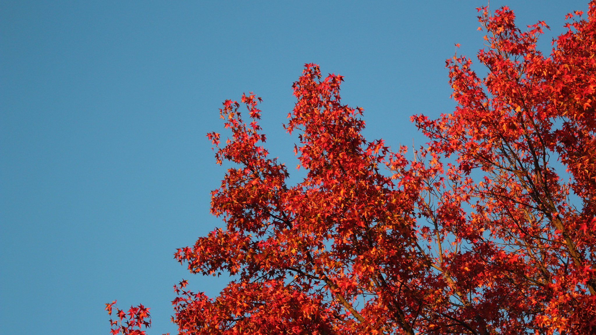 Canon EOS 1200D (EOS Rebel T5 / EOS Kiss X70 / EOS Hi) + Canon EF 28-90mm f/4-5.6 sample photo. Piercing blue photography