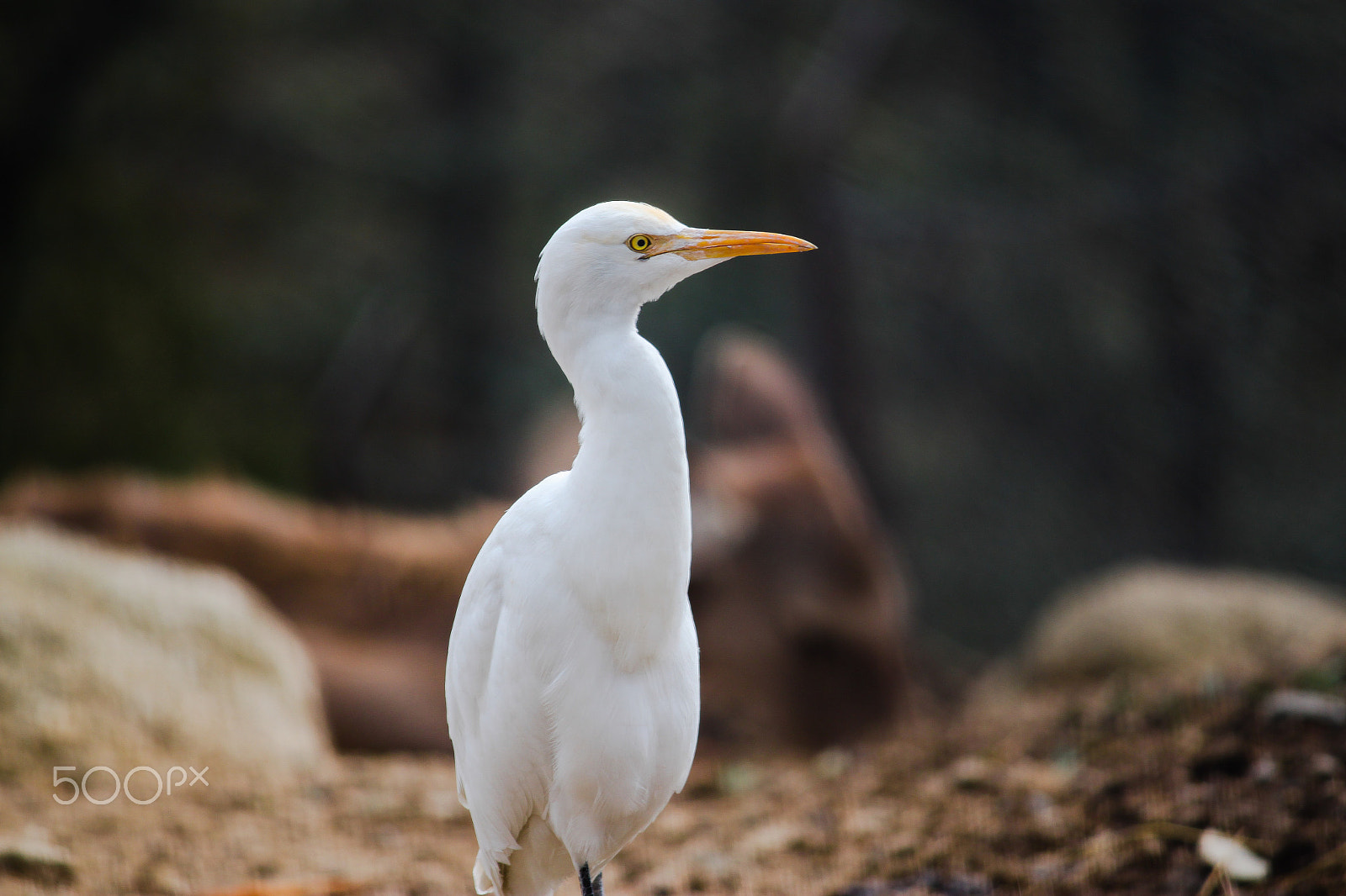 Canon EF-S 55-250mm F4-5.6 IS II sample photo. Egret photography