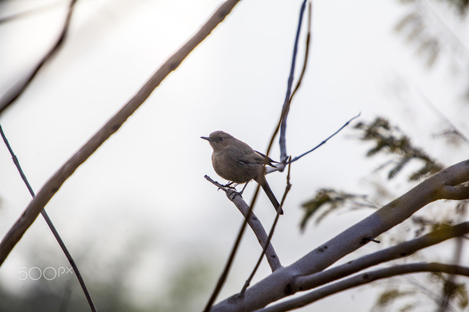 Canon EF 70-200mm F2.8L IS USM sample photo. House wren photography