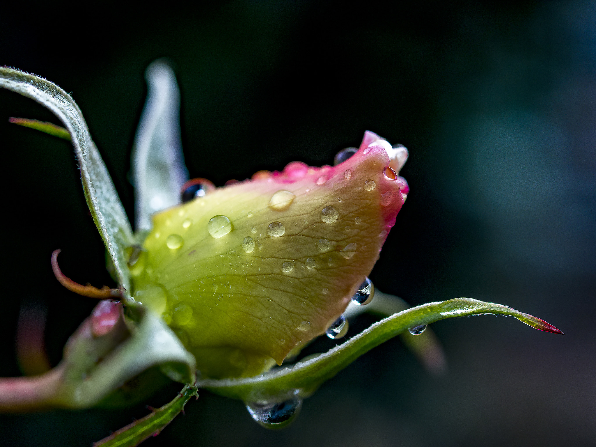 Olympus OM-D E-M5 + OLYMPUS 35mm Lens sample photo. In the morning dew photography