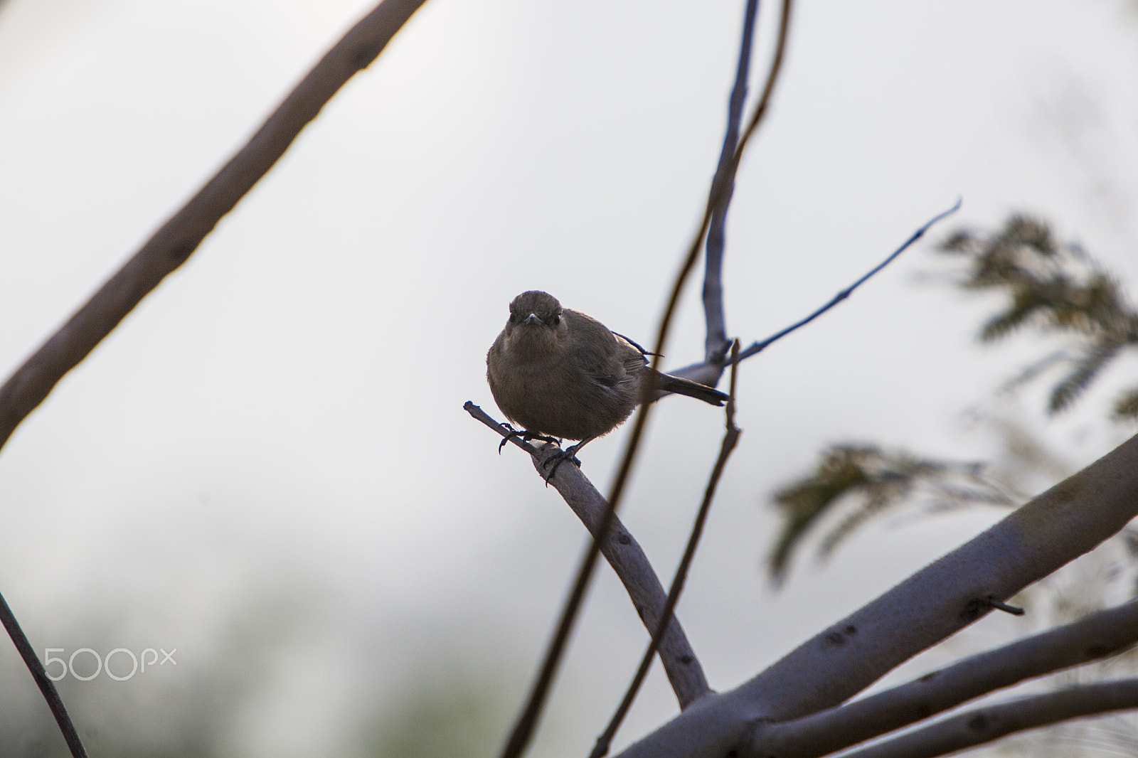 Canon EOS 5D Mark II + Canon EF 70-200mm F2.8L IS USM sample photo. House wren photography