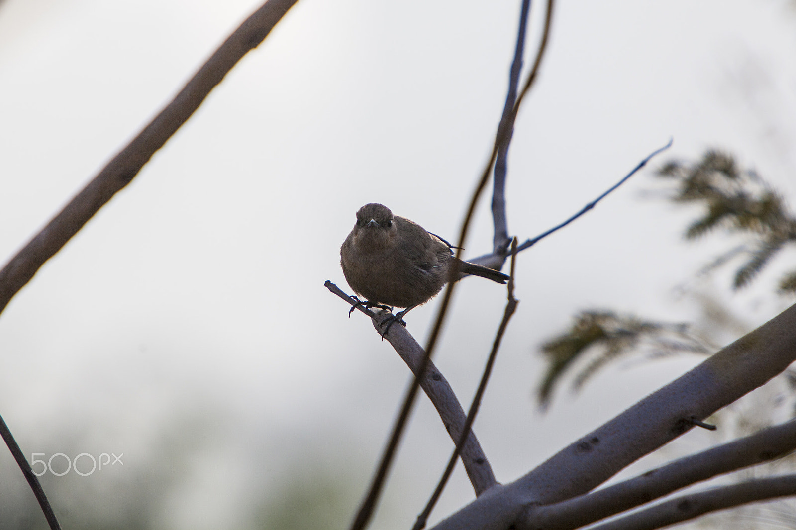 Canon EF 70-200mm F2.8L IS USM sample photo. House wren photography