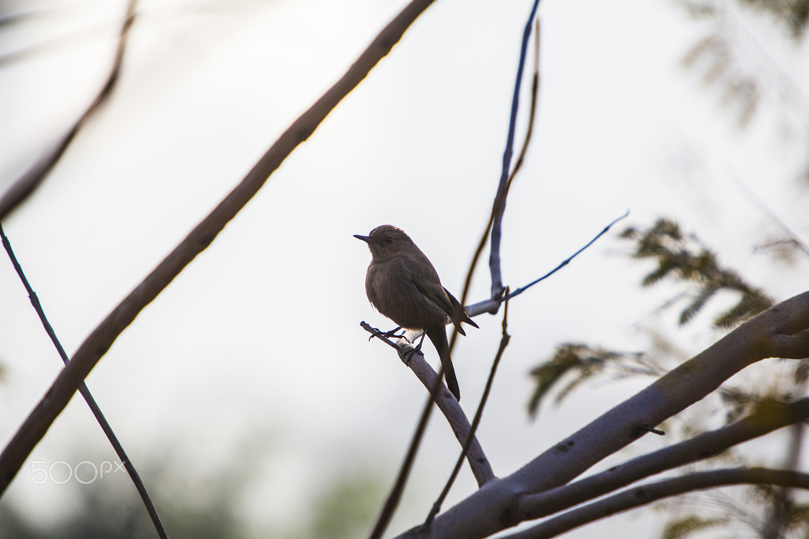 Canon EF 70-200mm F2.8L IS USM sample photo. House wren photography