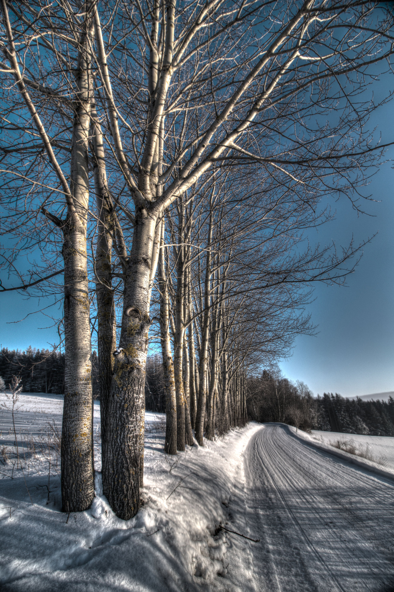Canon EOS 760D (EOS Rebel T6s / EOS 8000D) sample photo. Trees photography