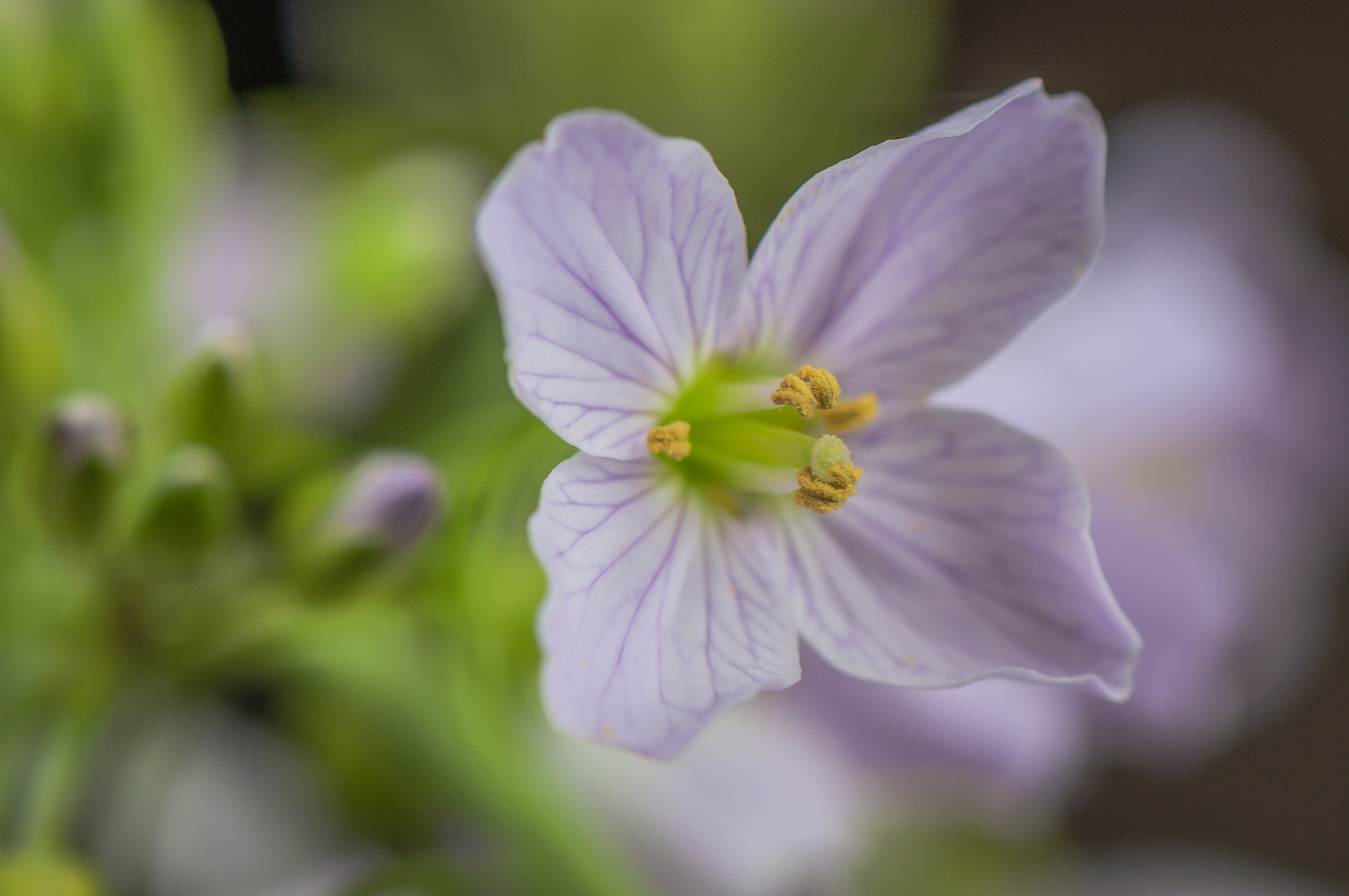 Nikon AF-S Micro-Nikkor 105mm F2.8G IF-ED VR sample photo. Yellow hearts. Жовті серця. photography