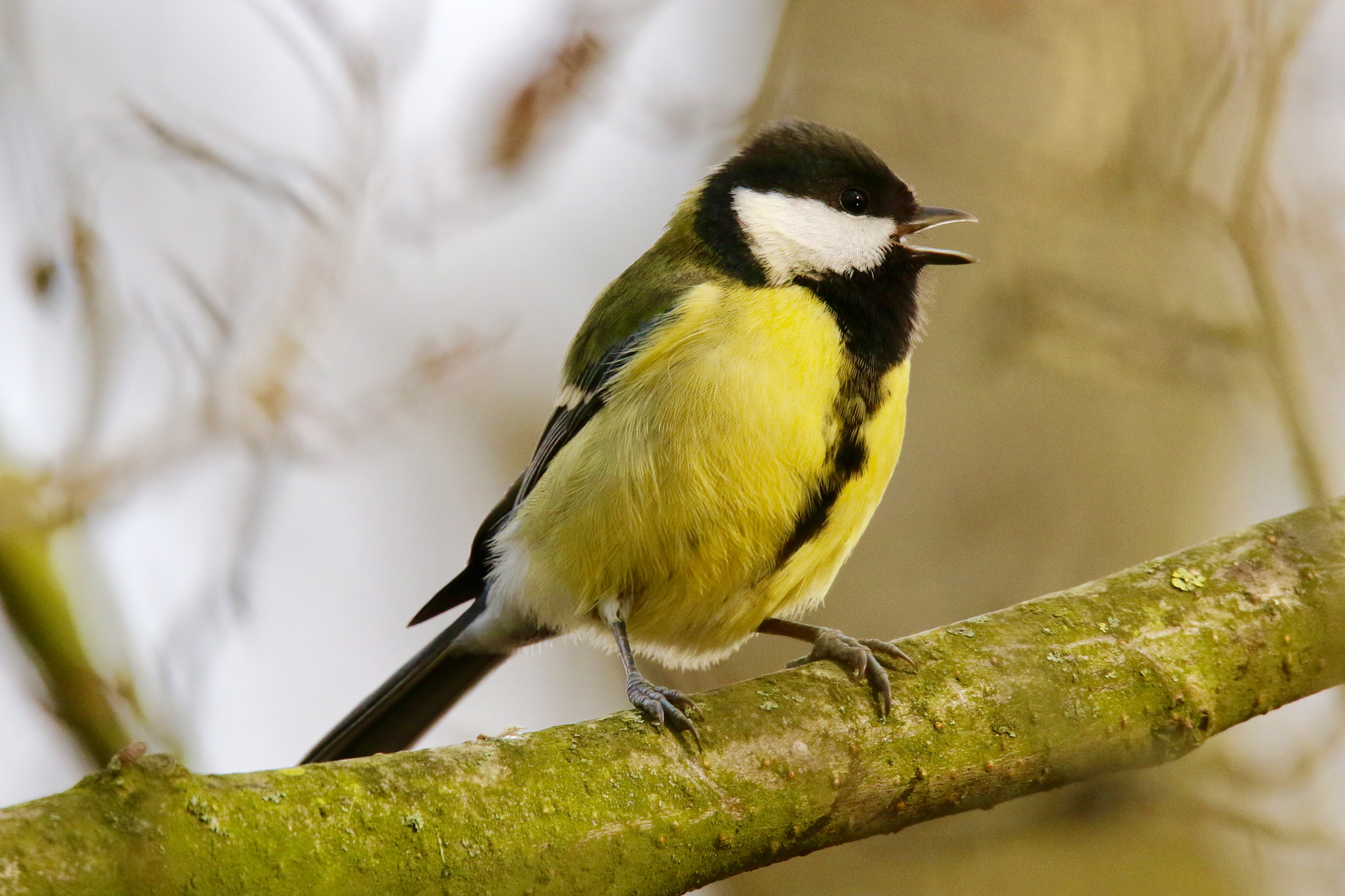 Canon EOS 7D Mark II sample photo. Great tit,picture was taken in the nature reserve the regulieren. photography