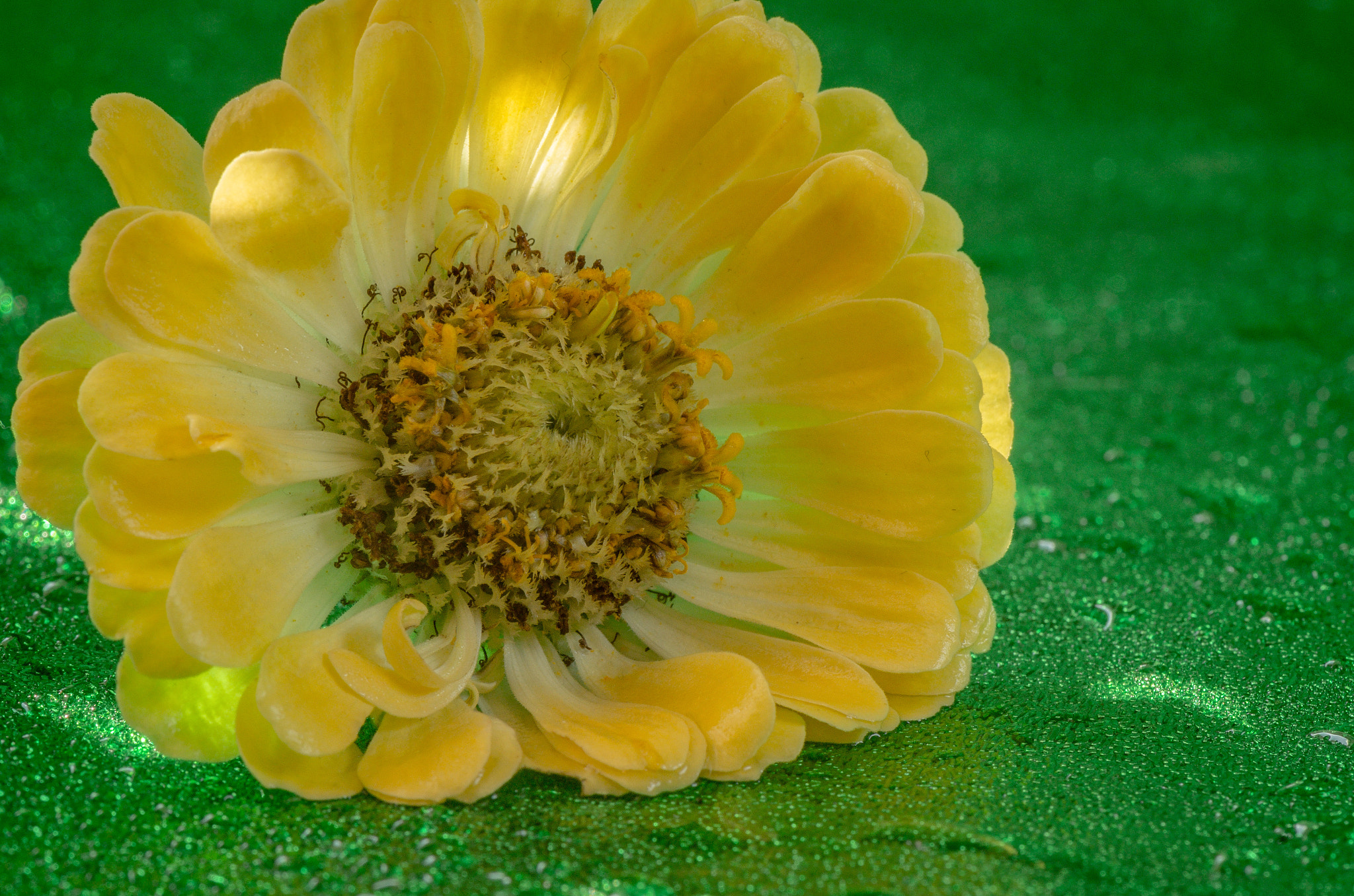 Nikon AF-S Micro-Nikkor 105mm F2.8G IF-ED VR sample photo. Shades of summer. Відтінки літа. photography