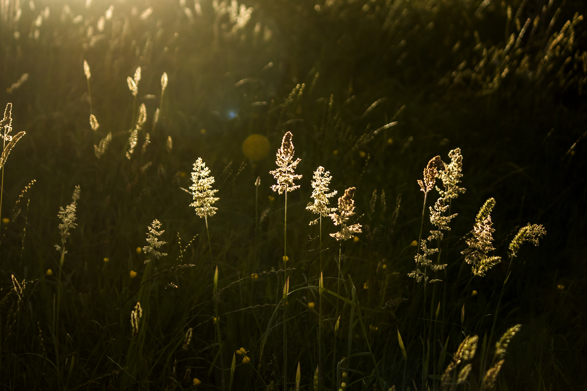 Canon EF-S 55-250mm F4-5.6 IS II sample photo. Morning rise photography
