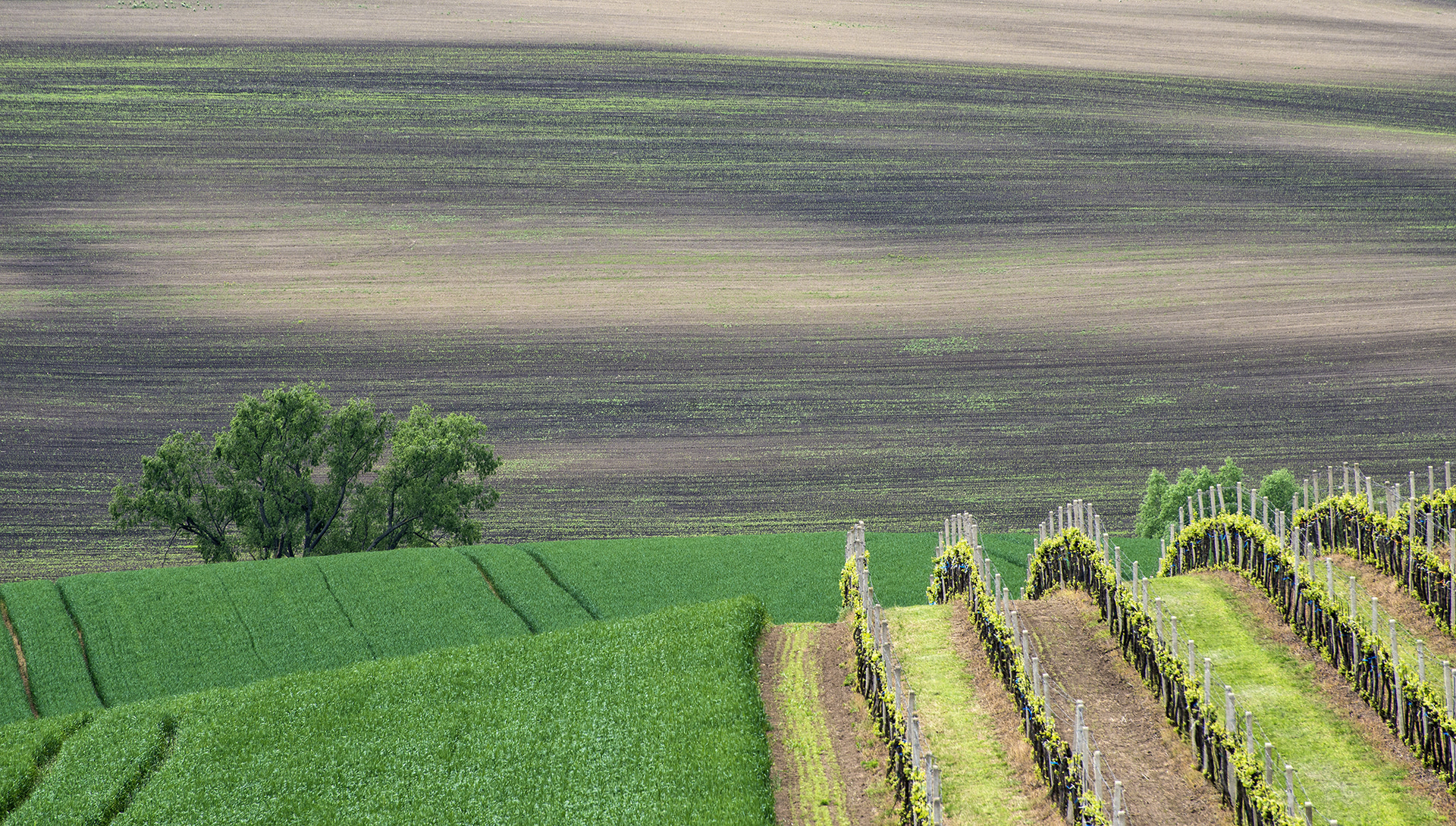 Nikon D800 sample photo. Moravia lines photography