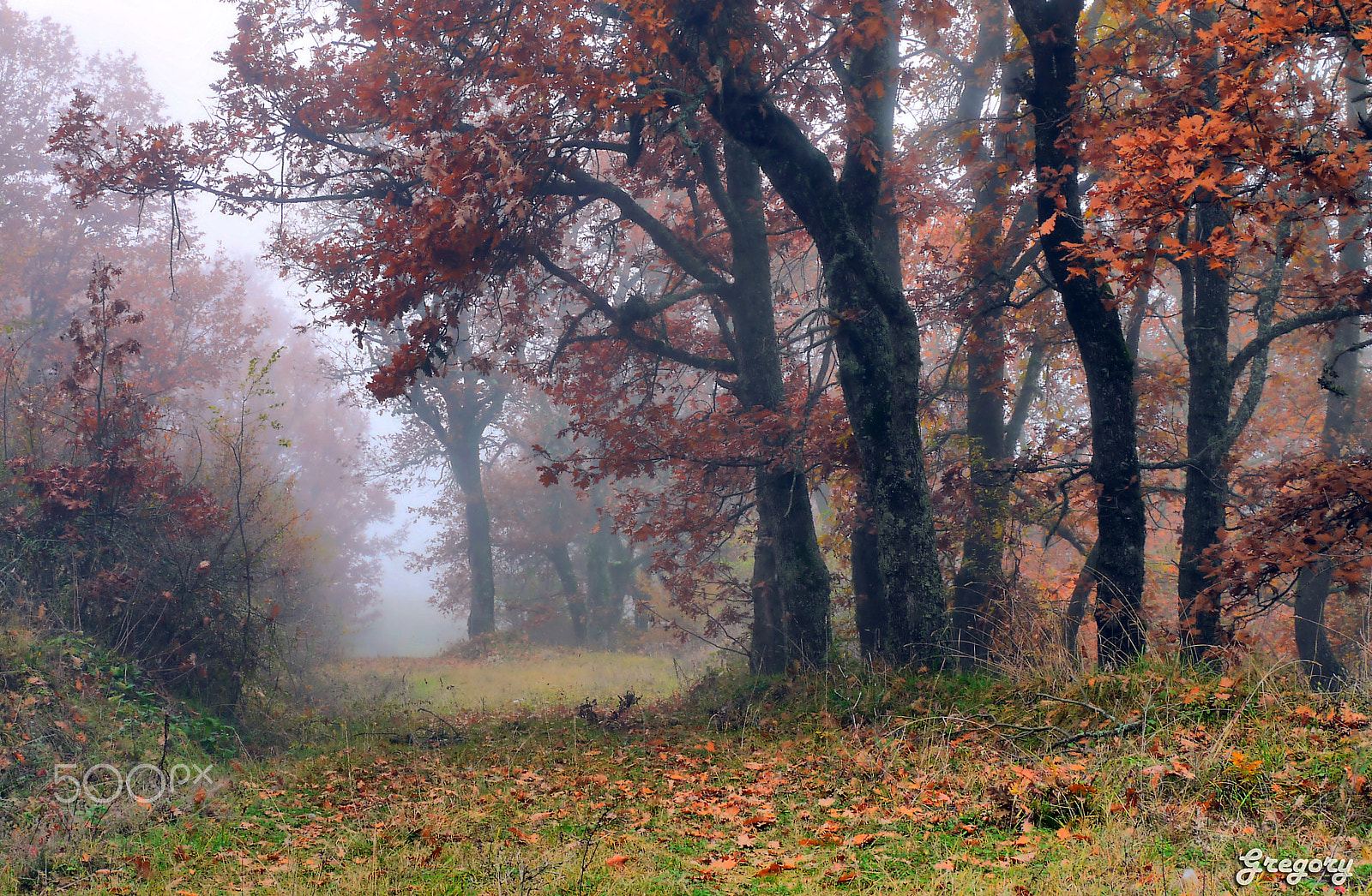 Panasonic Lumix DMC-G10 sample photo. Autumn in vertiskos forest photography